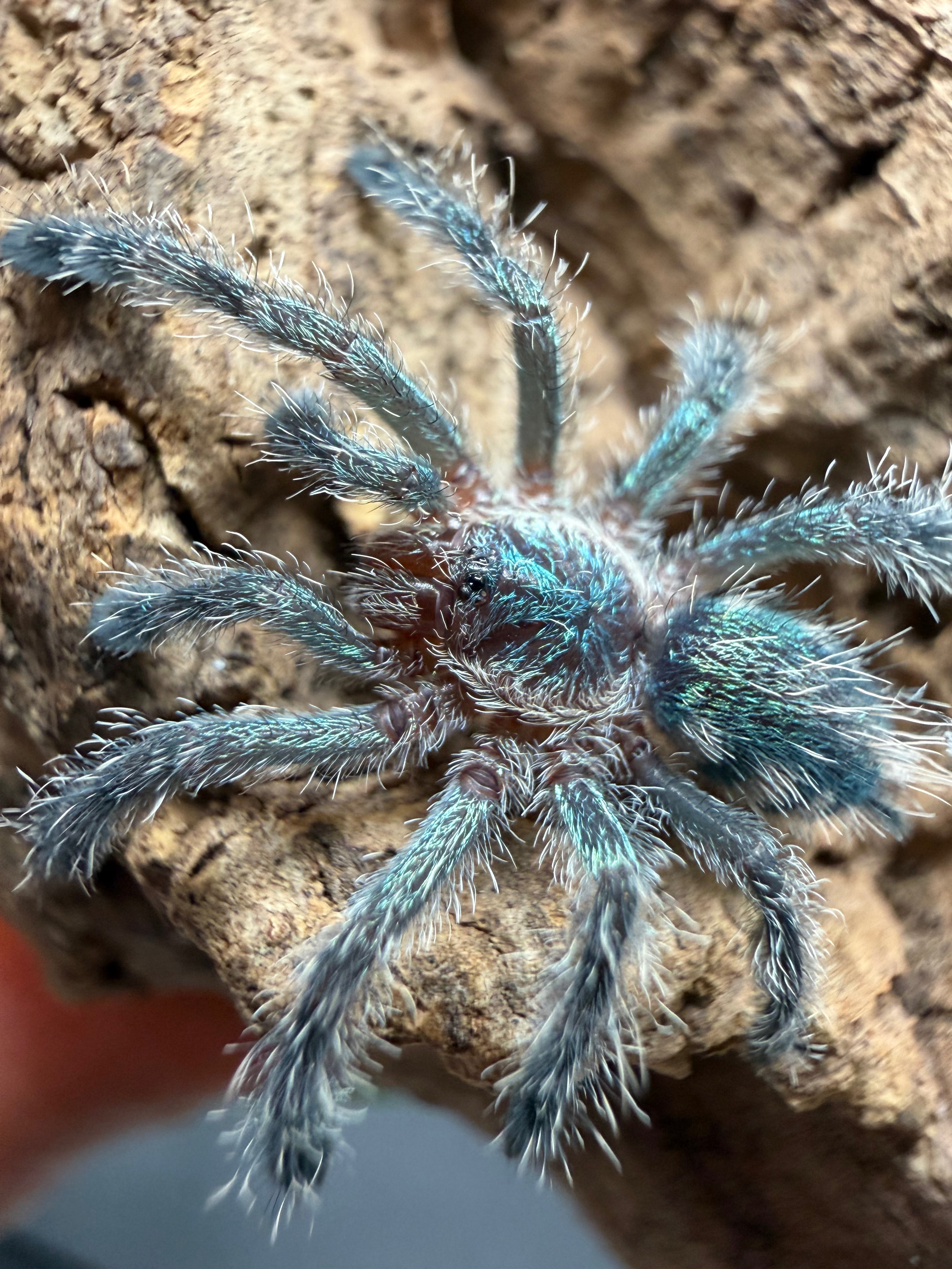 Amazon Sapphire Pink-Toe Tarantula (Ybyrapora diversipes) - 0.5-0.75" (Sling)