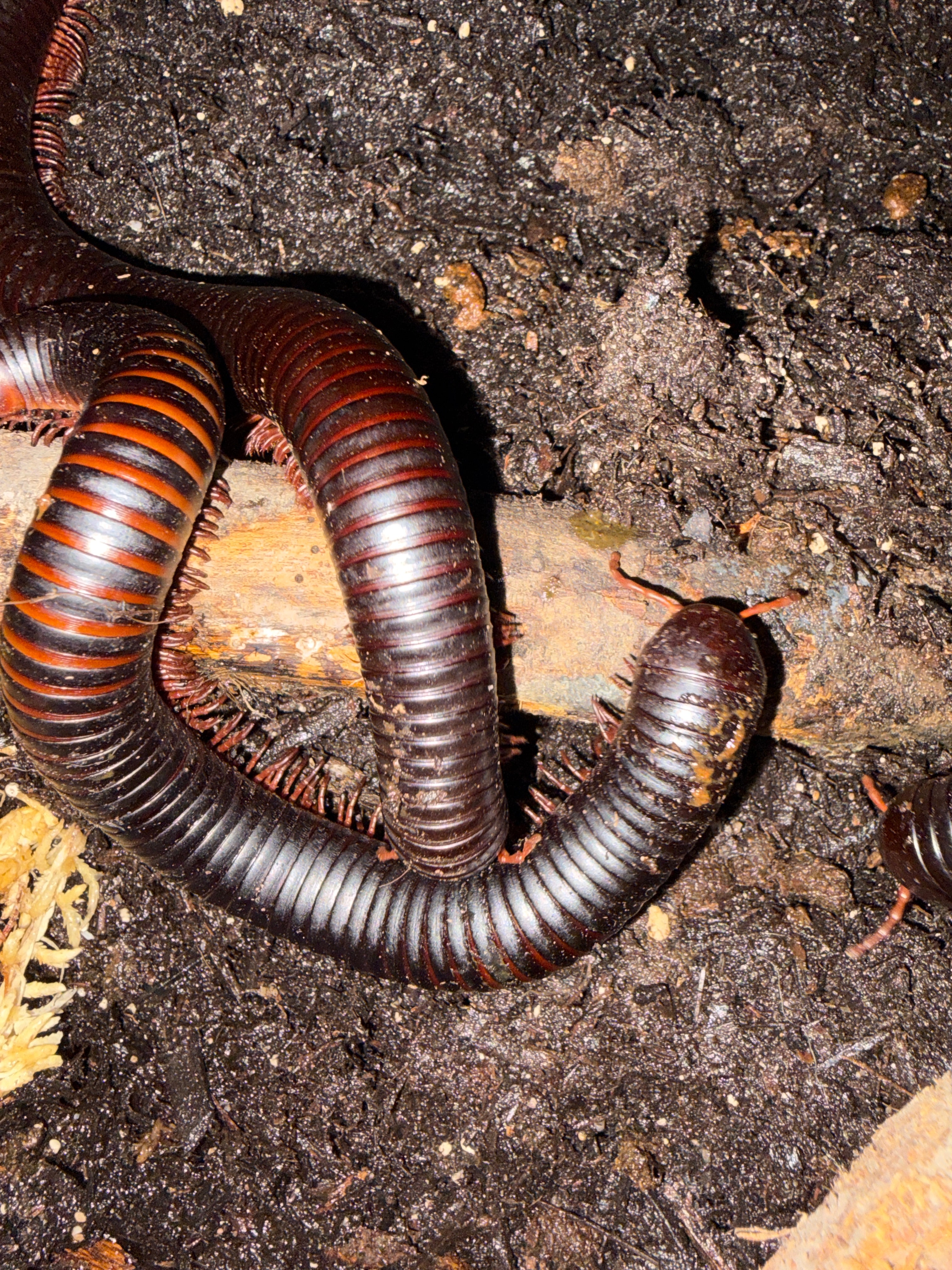African Giant Millipede (Archispirostreptus gigas) Sexed Pair - Confirmed - 5-8" (Medium-Large WC)