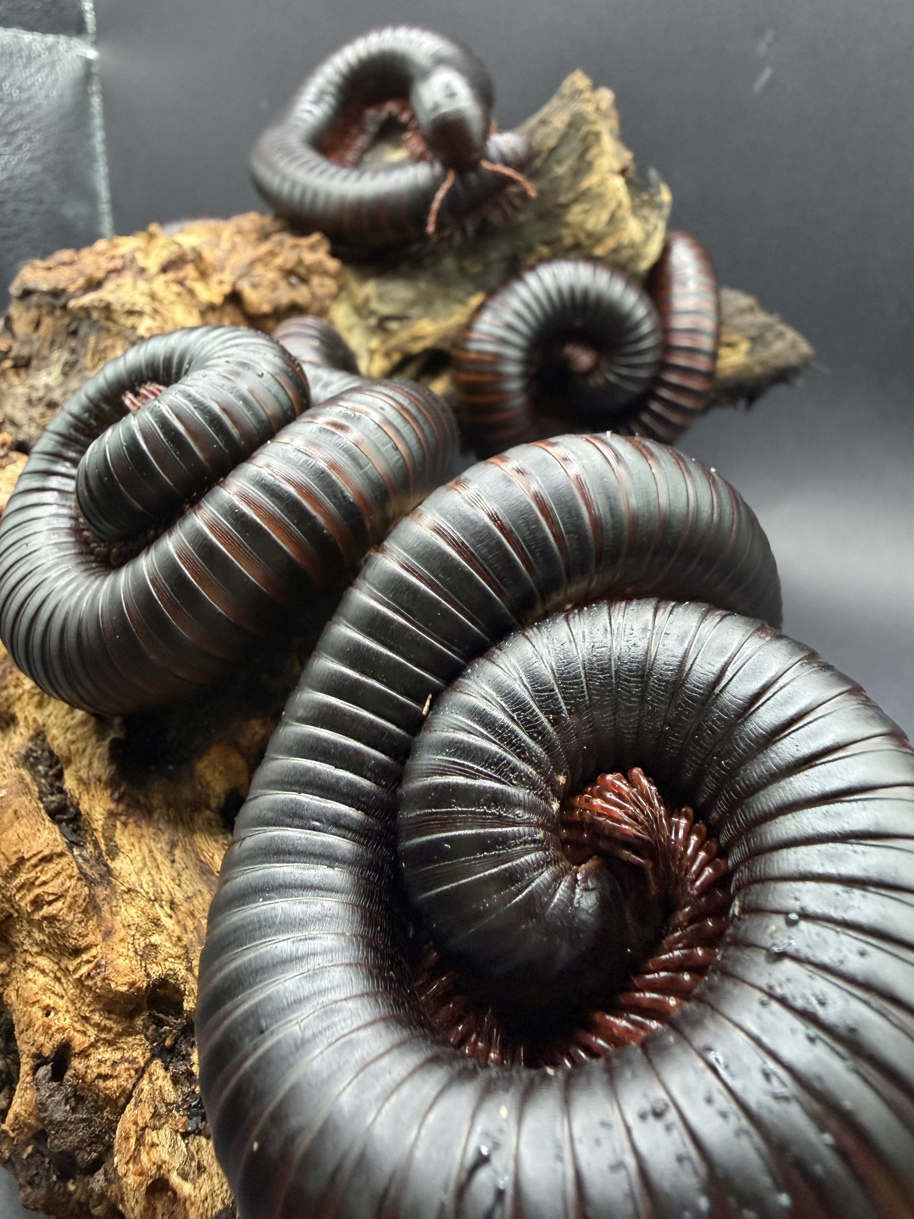 10 Count Lot - African Giant Millipede (Archispirostreptus gigas) - 5-8" (Medium-Large WC) photo 3