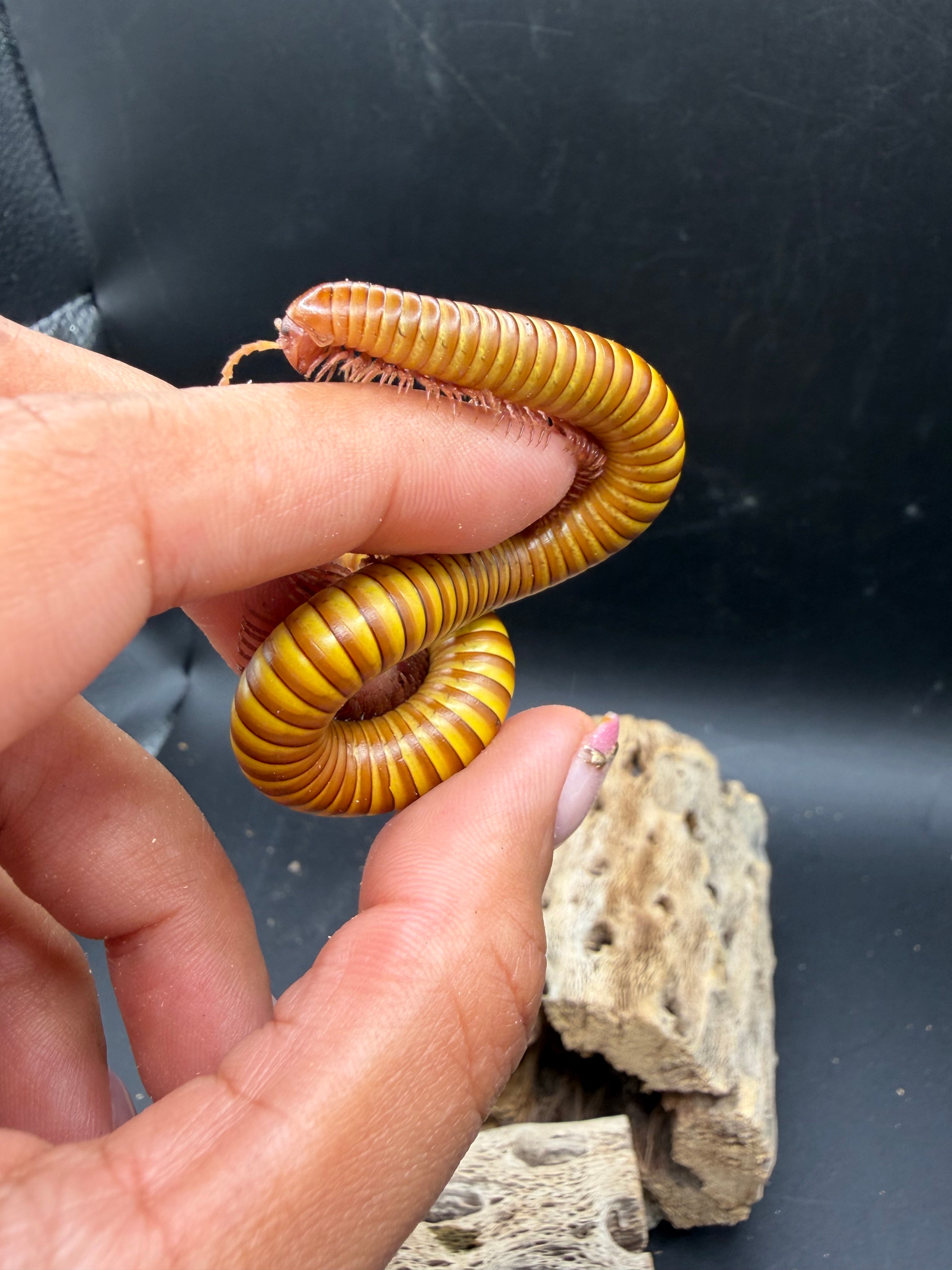 Texas Gold Millipede (Orthoporus ornatus) - 4-6" (Adult WC)