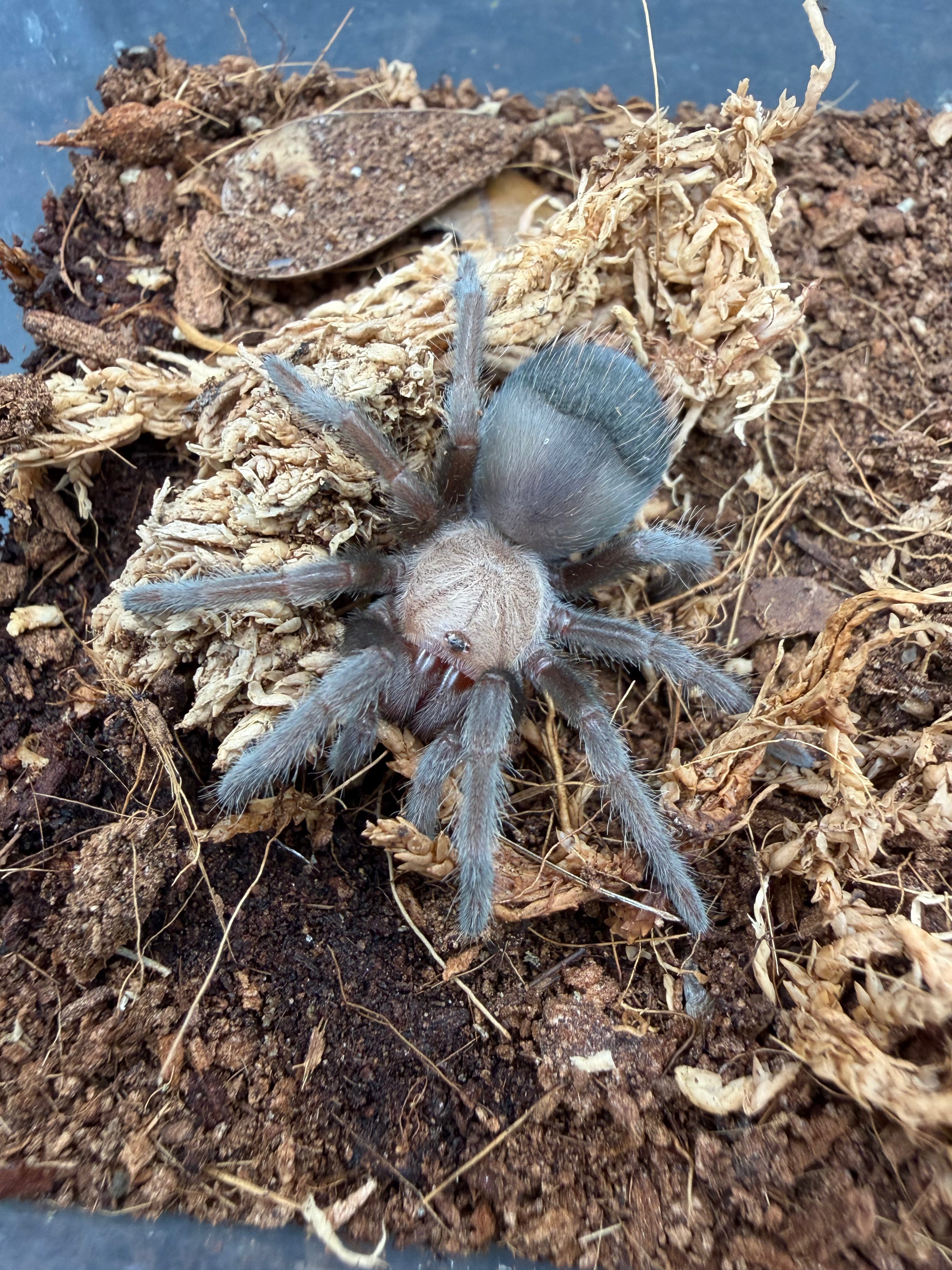Mexican Golden Red Rump Tarantula (Brachypelma albiceps) - 2" (Juvenile)