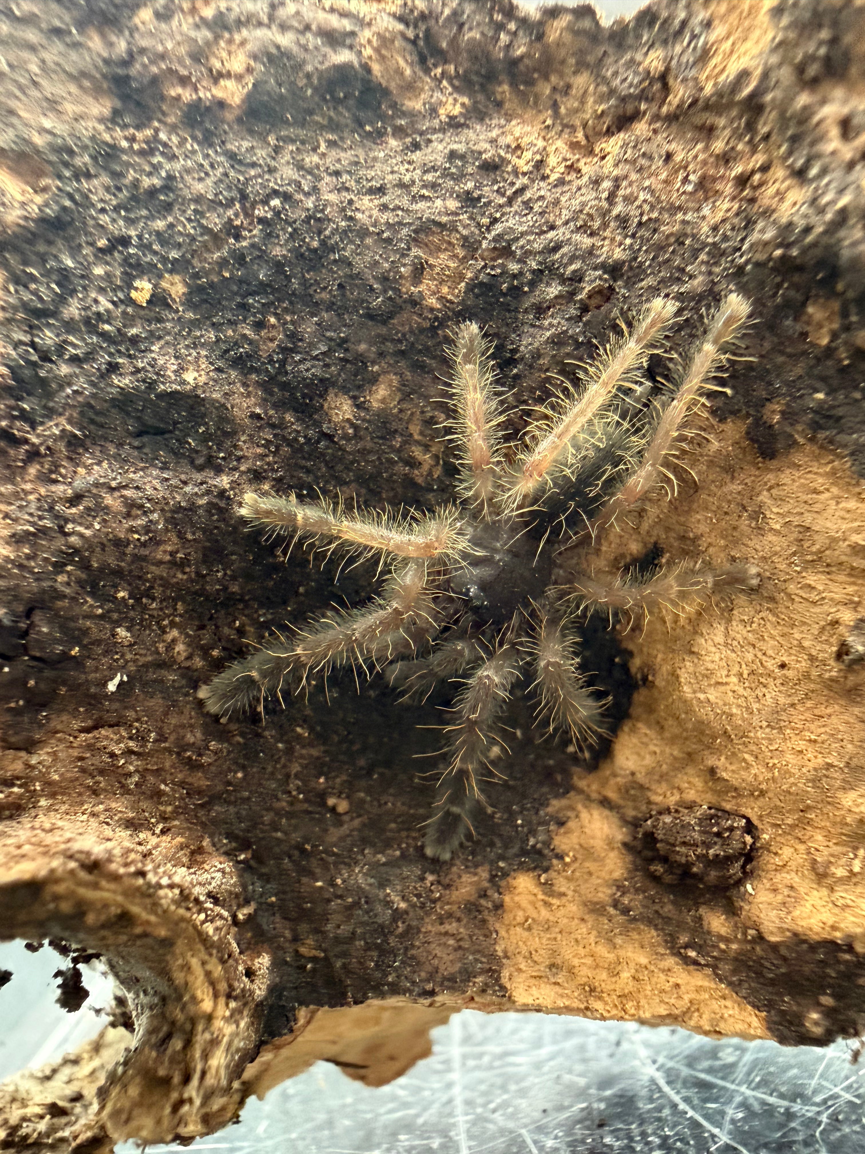 Peach Earth Tiger Tarantula (Aspinochilus rufus) - 0.5" Sling photo 2