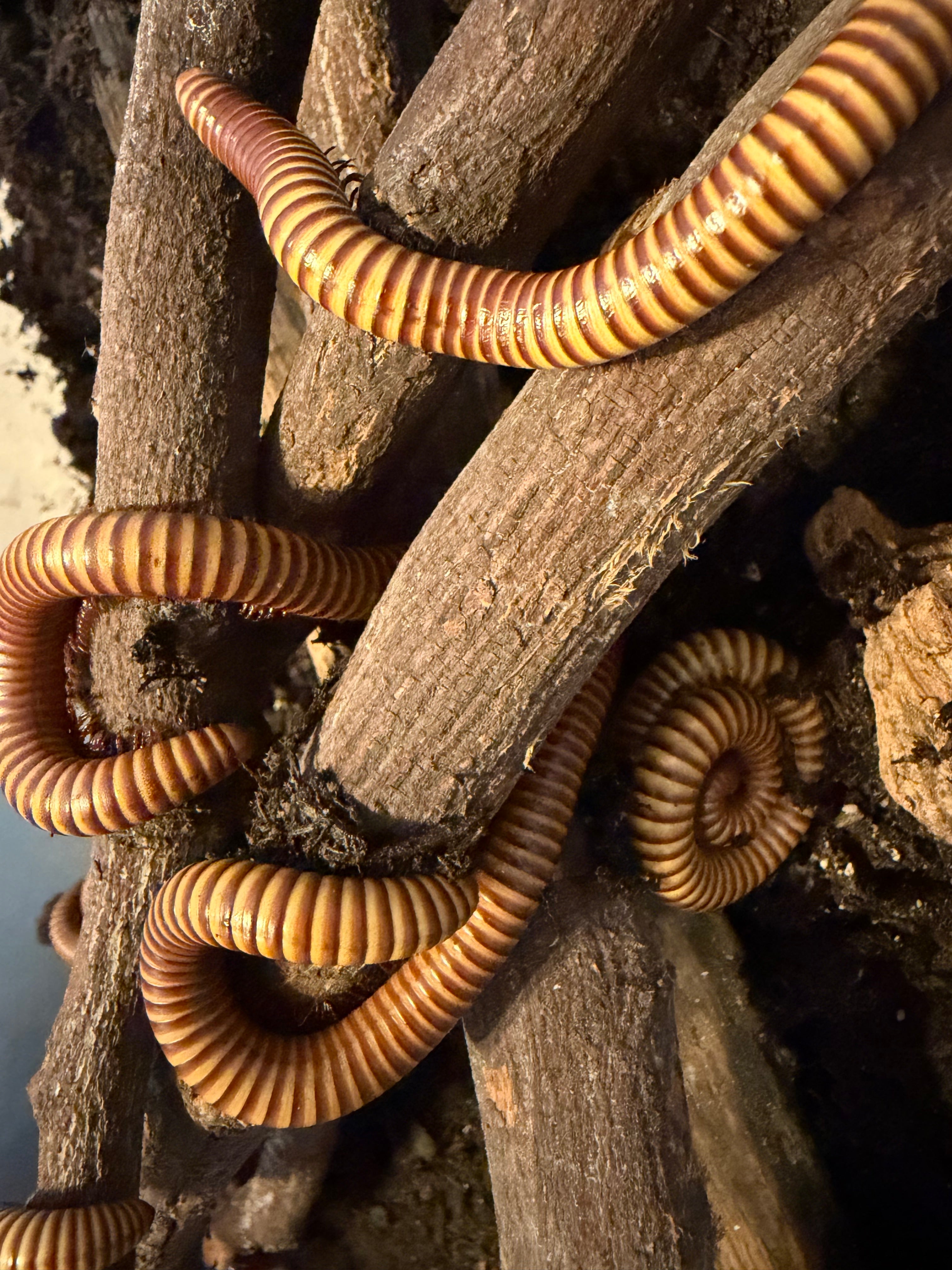 10 Count Lot - Texas Gold Millipede (Orthoporus ornatus) - 4-6" (Adult WC)