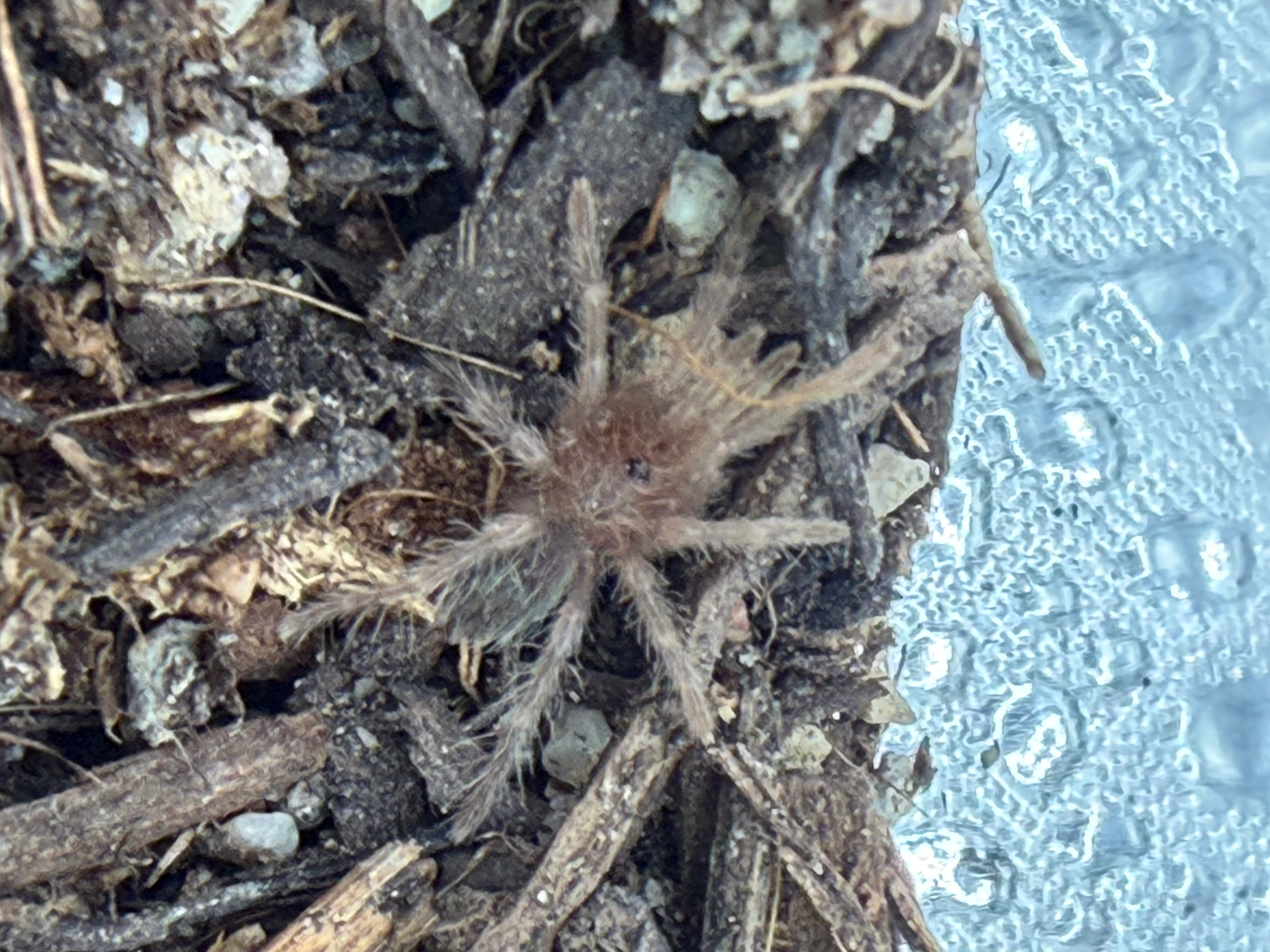 Mexican Red Rump Tarantula (Tliltocatl vagans) - 0.75-1" (Sling)