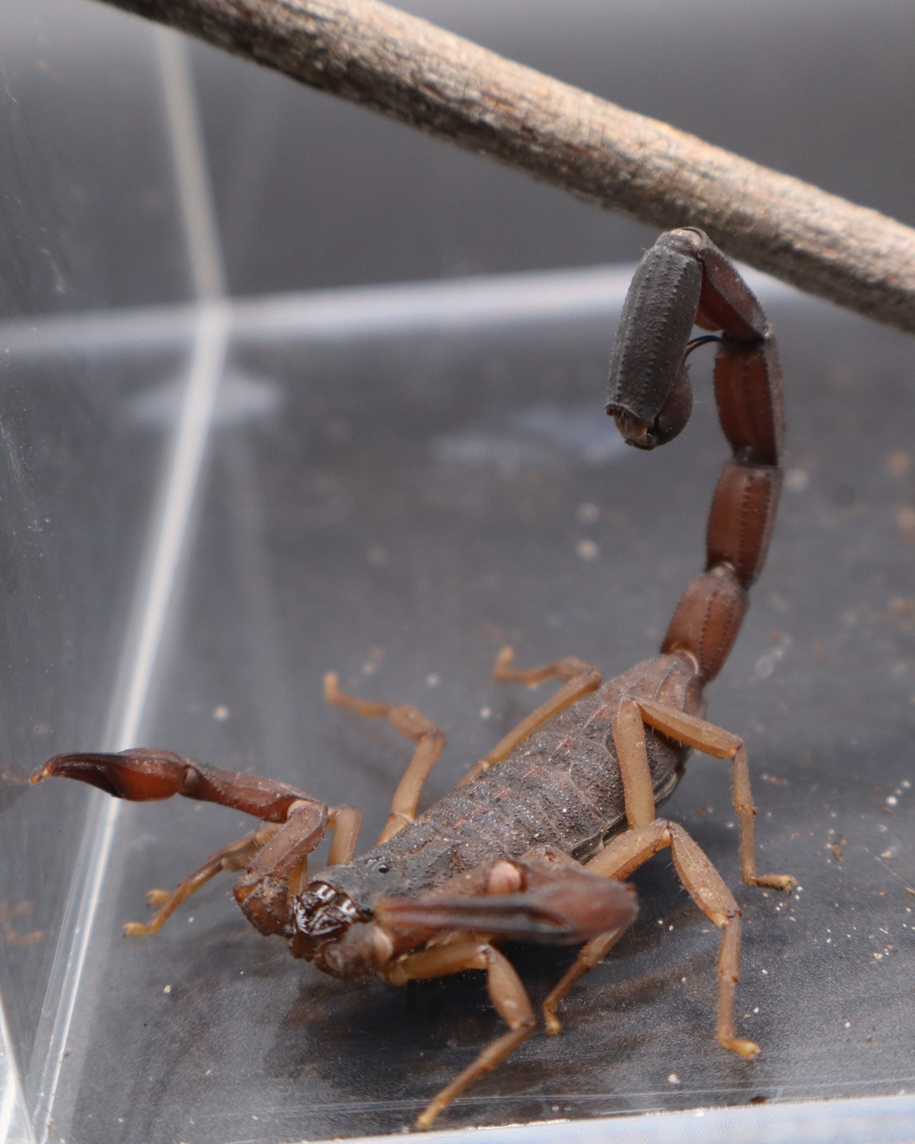 5 Count Lot - Florida Bark Scorpion (Centruroides gracilis) - 3-4" (Adult WC)