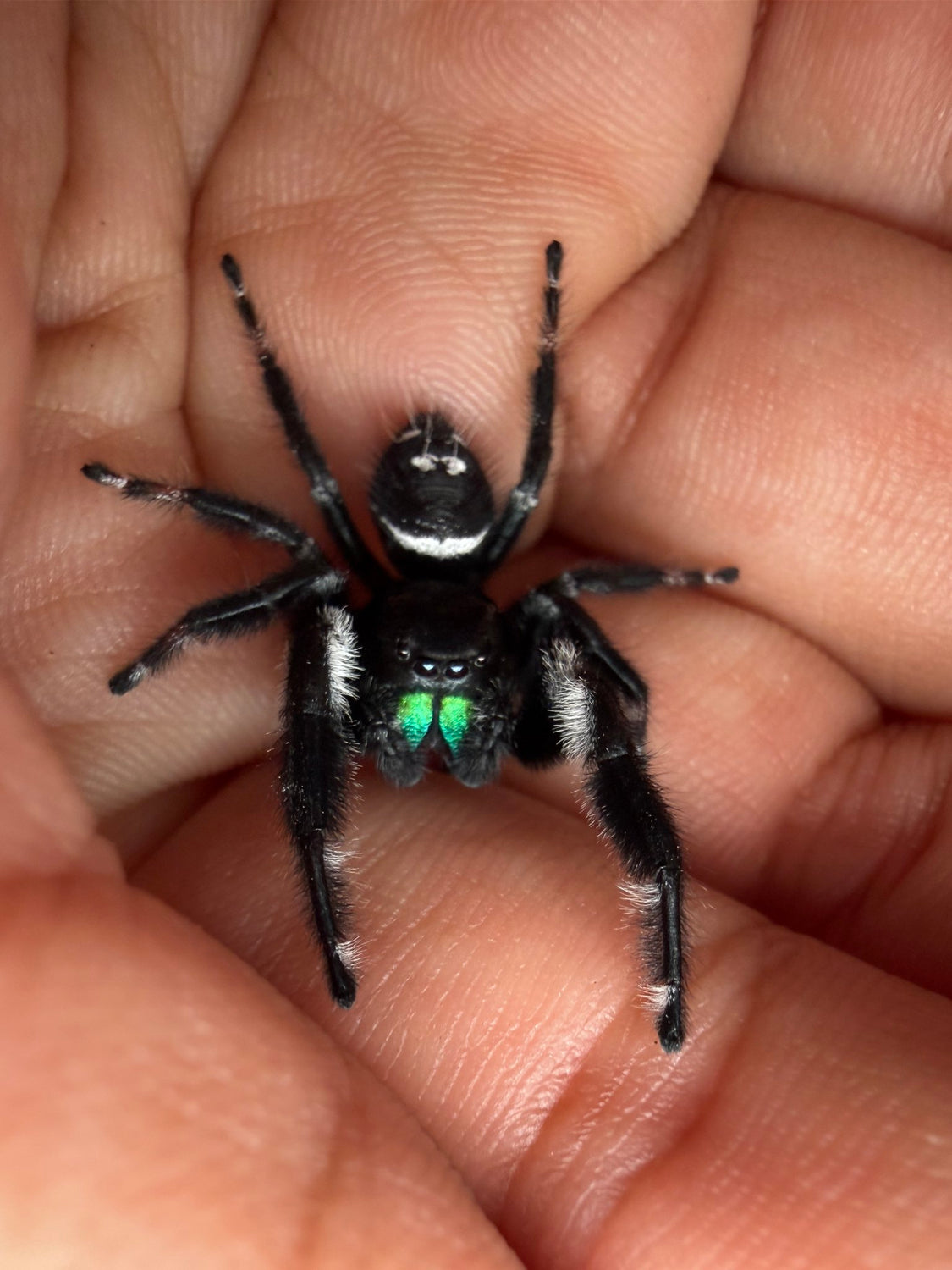 Regal Jumping Spider (Phidippus regius) 022 - 0.5-0.9" body (Juvenile/Adult) WC