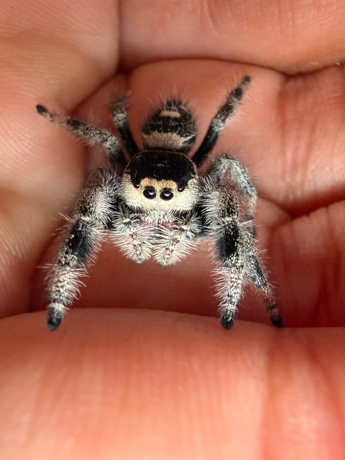 Regal Jumping Spider (Phidippus regius) 017 - 0.5-0.9" body (Juvenile/Adult) WC