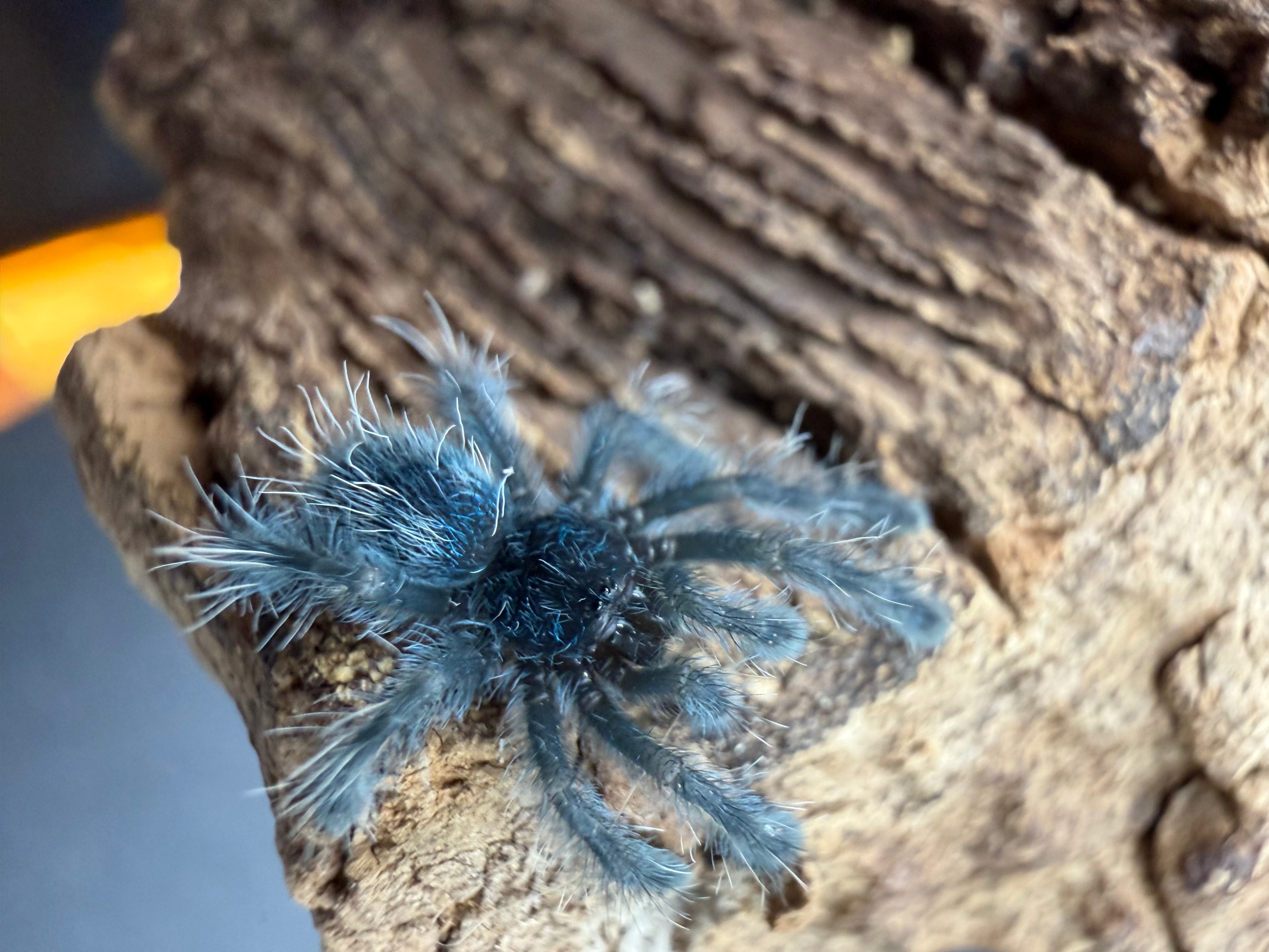 Antilles Pink Toe Tarantula (Caribena versicolor) - 0.5-0.75" (Sling) photo 3