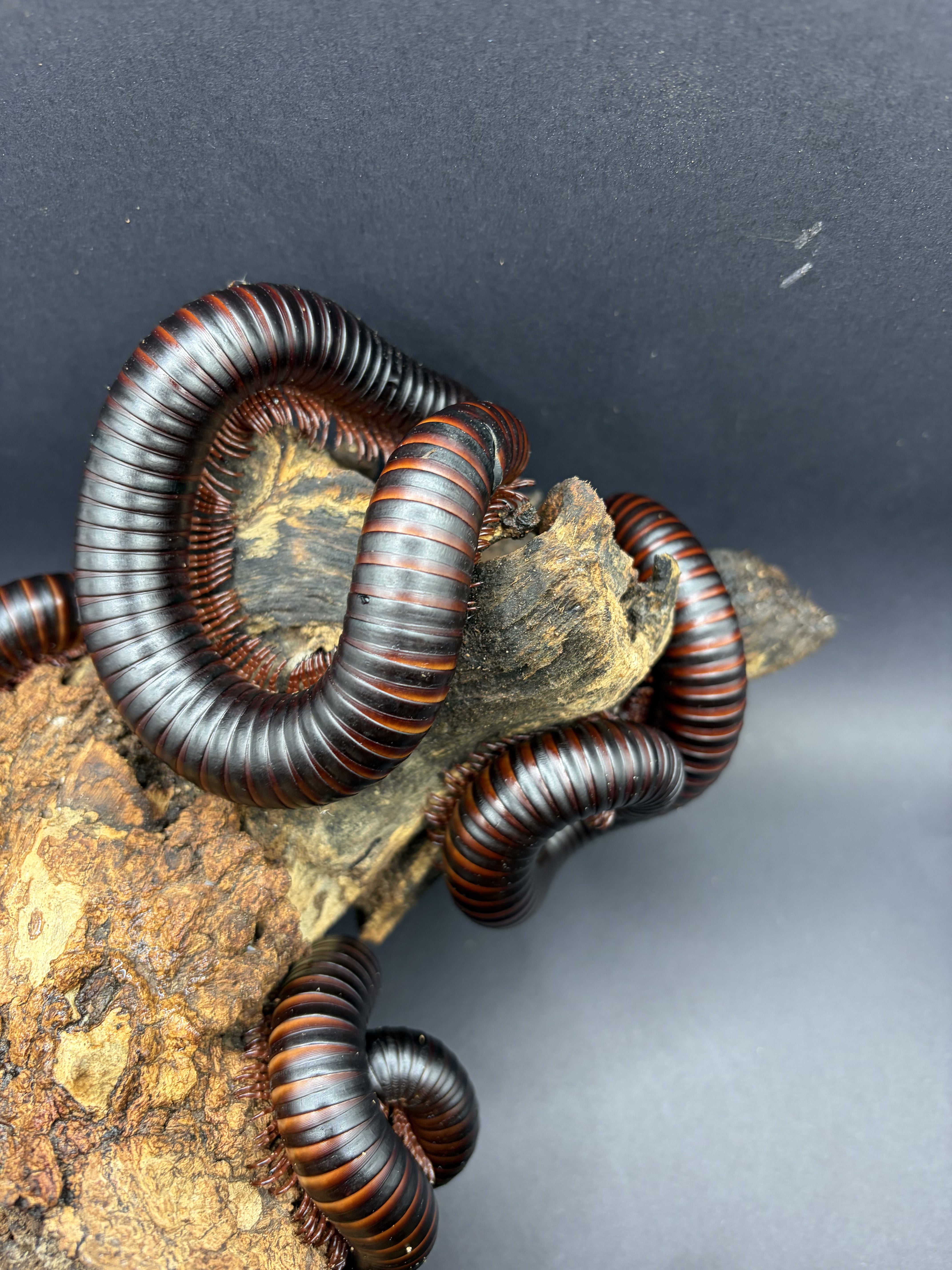 2 Count Lot - African Giant Millipede (Archispirostreptus gigas) - 5-8" (Medium-Large WC) photo 2