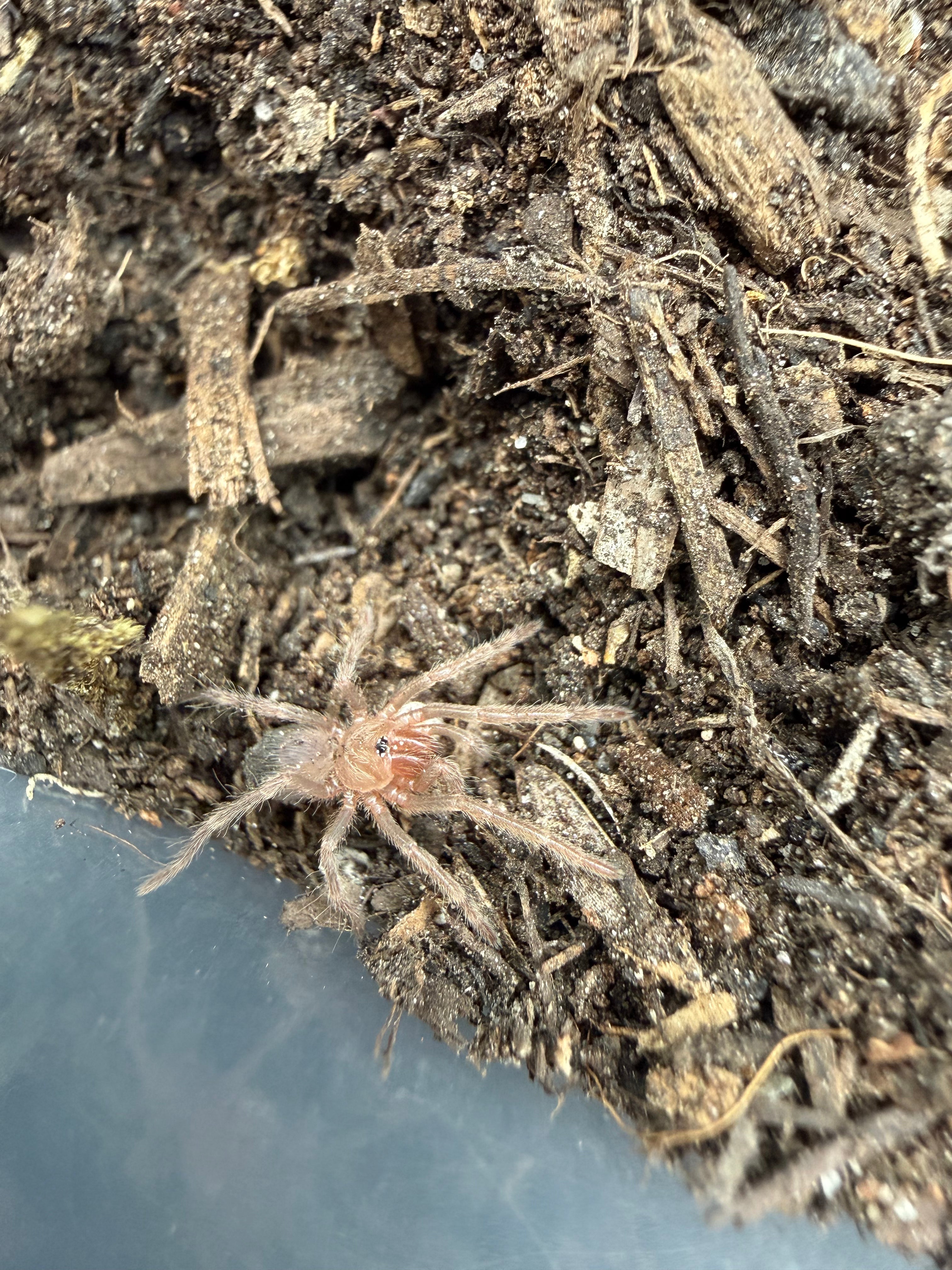 Salmon Pink Bird Eater Tarantula (Lasiodora parahybana) - 0.5" (Sling) photo 2