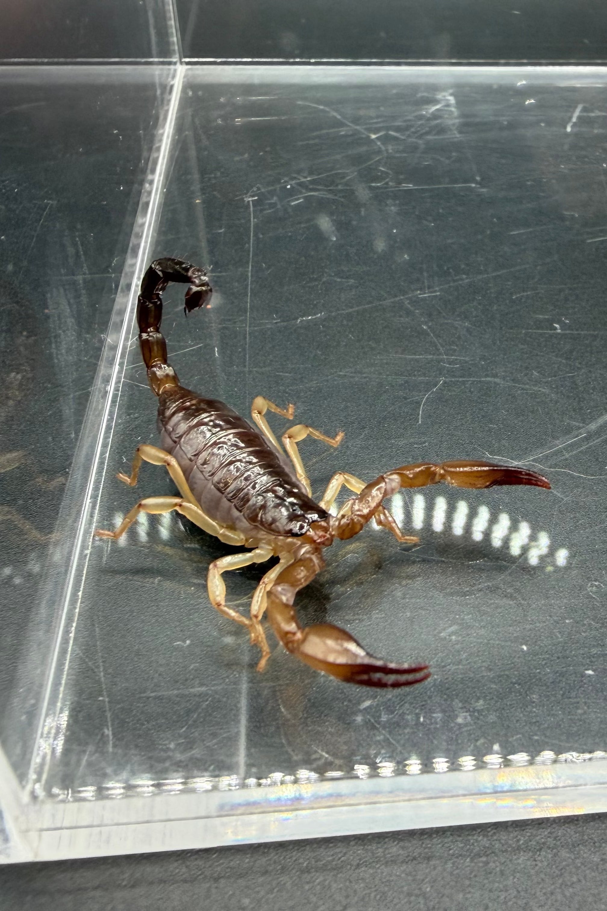Whitei Scorpion (Nebo whitei) - 1-2" (4i CB)