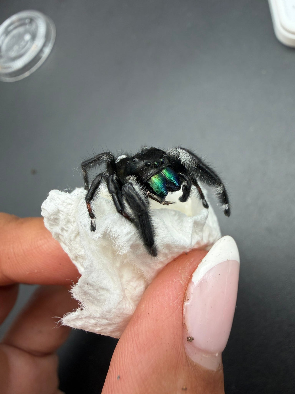 Regal Jumping Spider (Phidippus regius) 024 - 0.5-0.9" body (Juvenile/Adult) WC photo 2