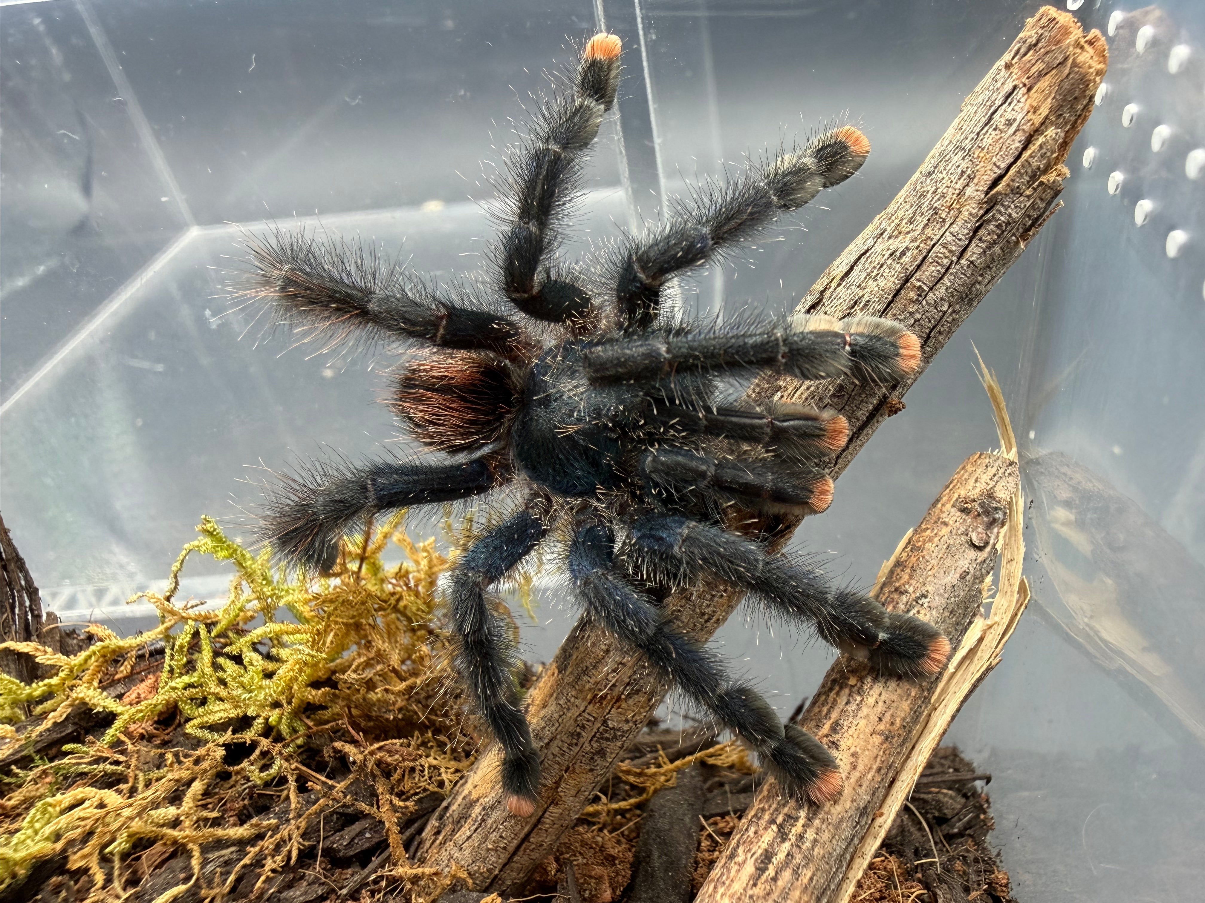 Guyana Pink Toe Tarantula (Avicularia avicularia) - 1" (Sling) photo 3