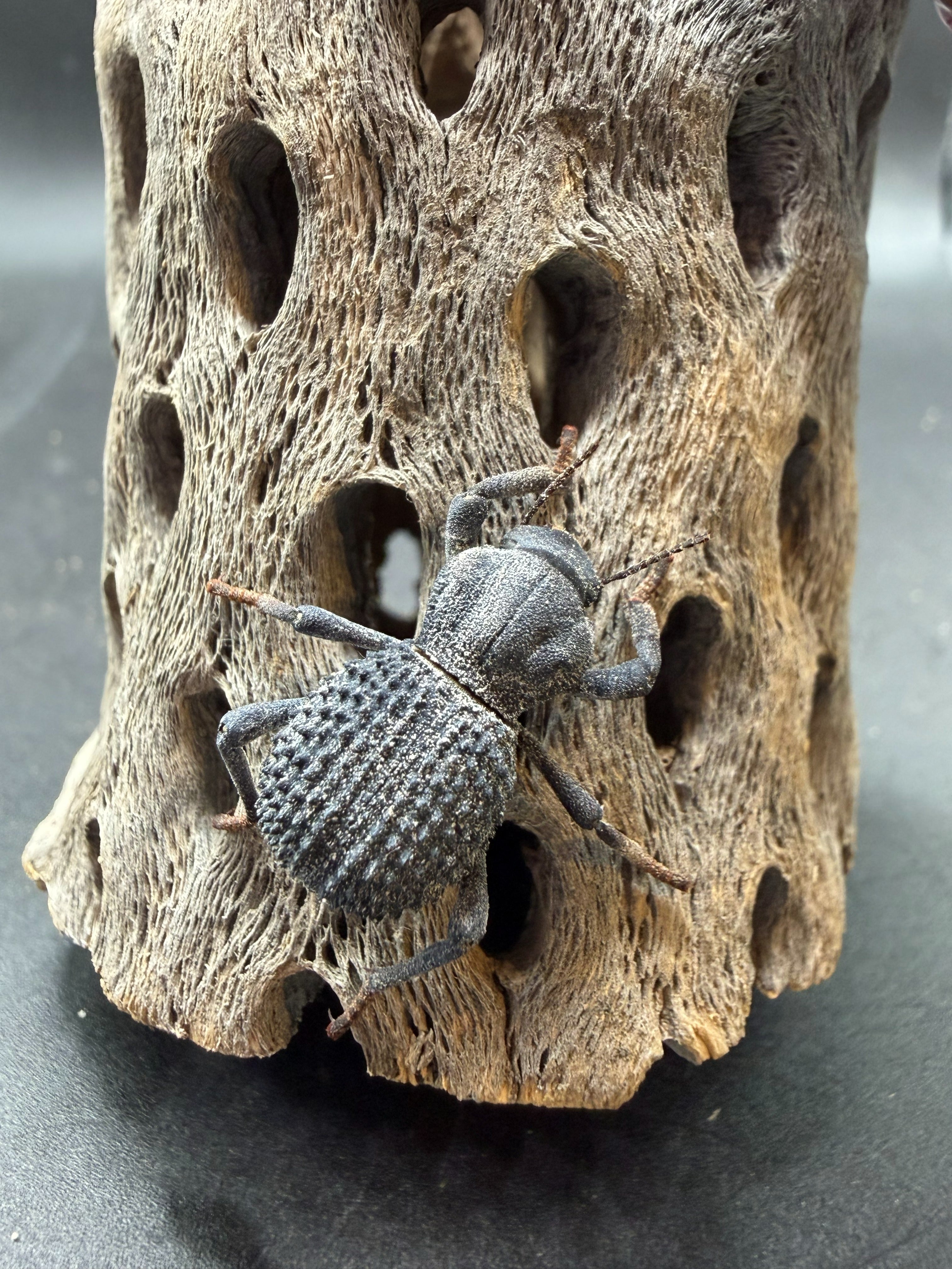 Blue Death Feigning Beetle (Asbolus verrucosus) - 1" (Adult WC)