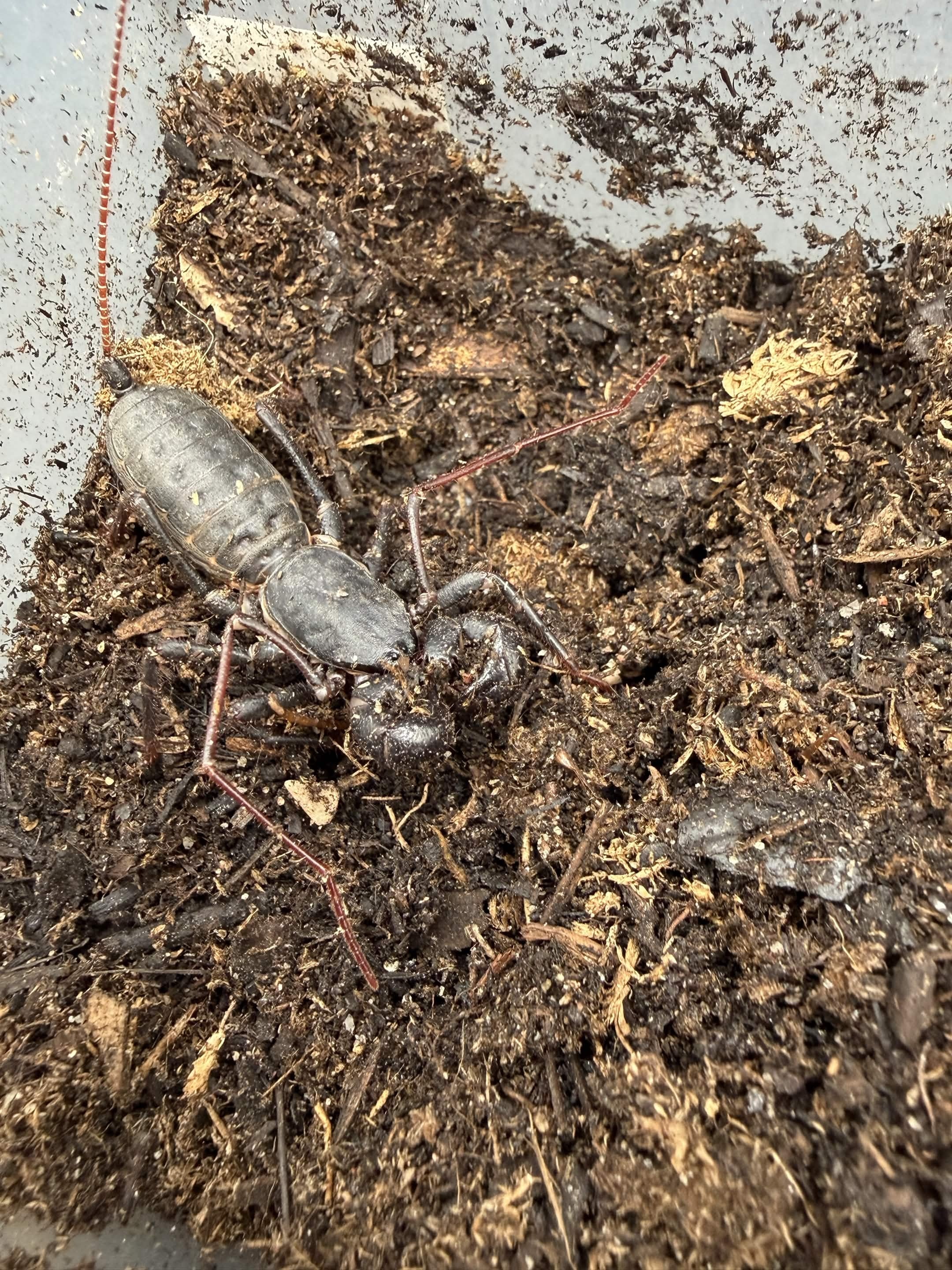Florida Giant Vinegaroon (Mastigoproctus floridanus) - 2-2.5" body (Adult WC)