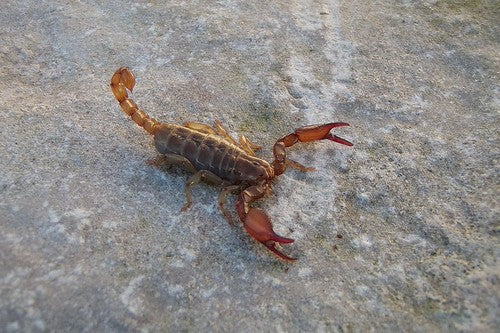 Ruby Rock Scorpion (Diplocentrus spitzeri) - 1/4-1/2" (2i/3i CB)