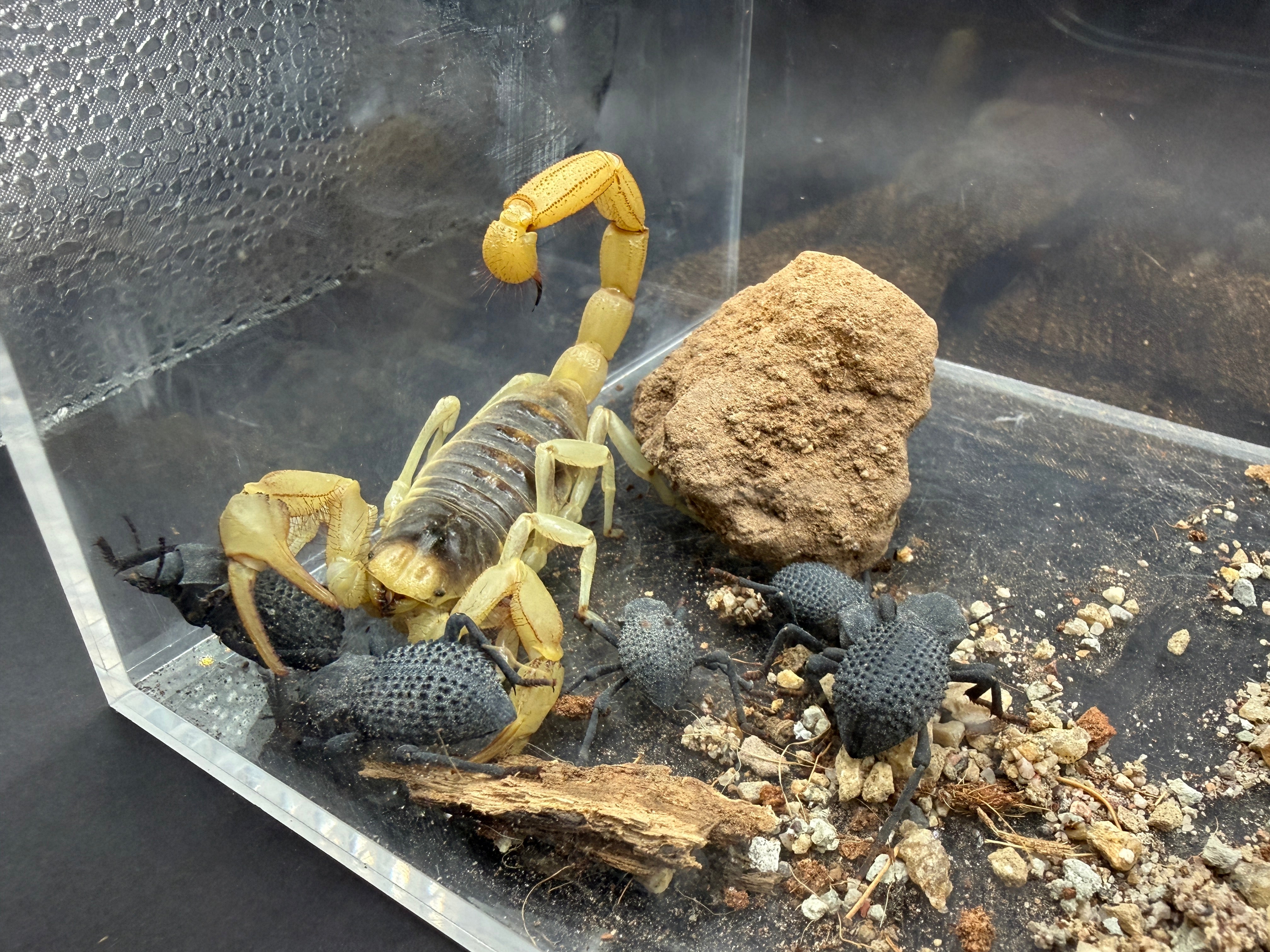 Giant Desert Hairy Scorpion + 5 Blue Death Feigning Beetles - Desert Pack - 1 Scorpion (4-7" WC) + 5 Beetles (1" WC)