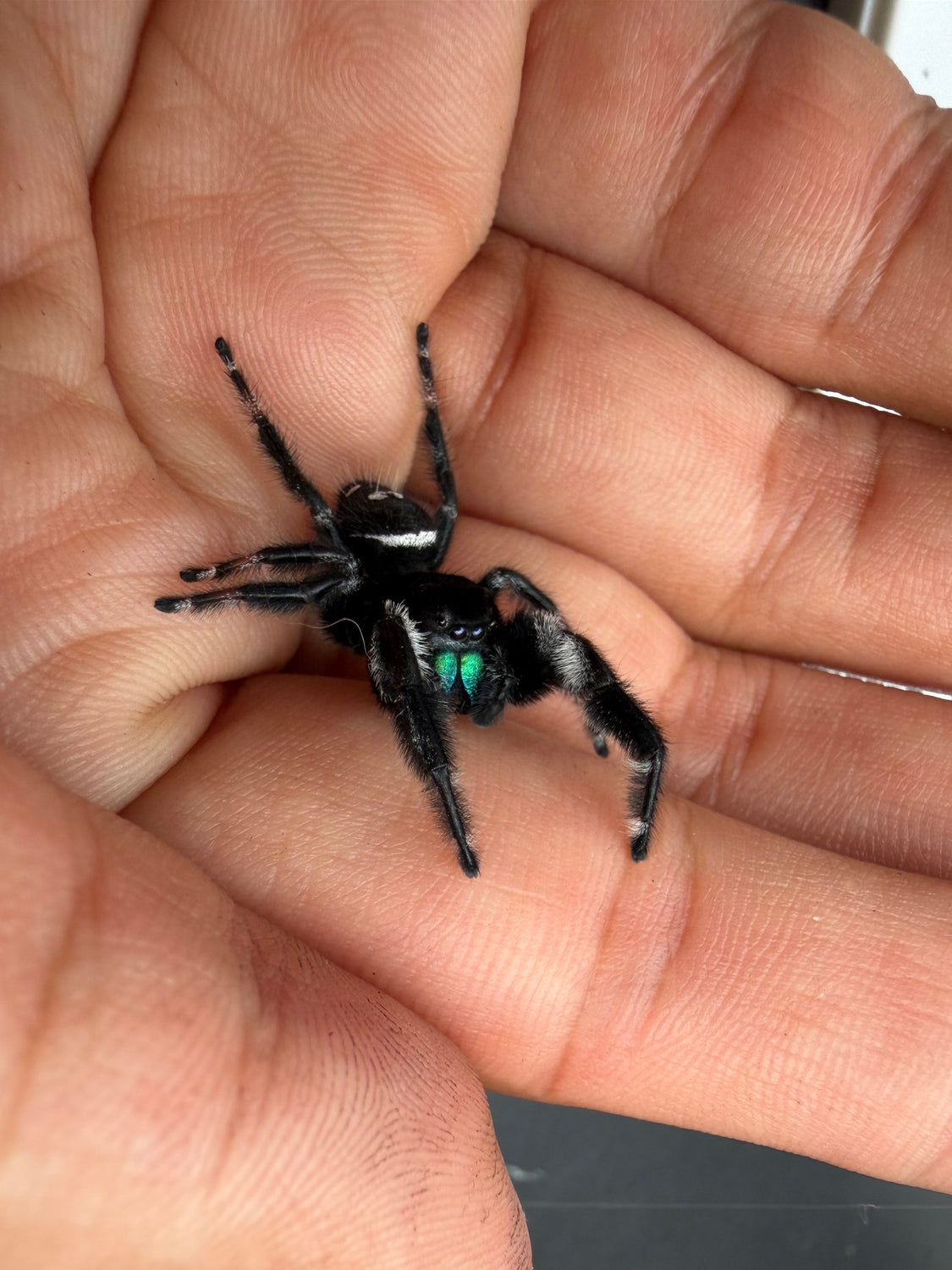 Regal Jumping Spider (Phidippus regius) 022 - 0.5-0.9" body (Juvenile/Adult) WC photo 3
