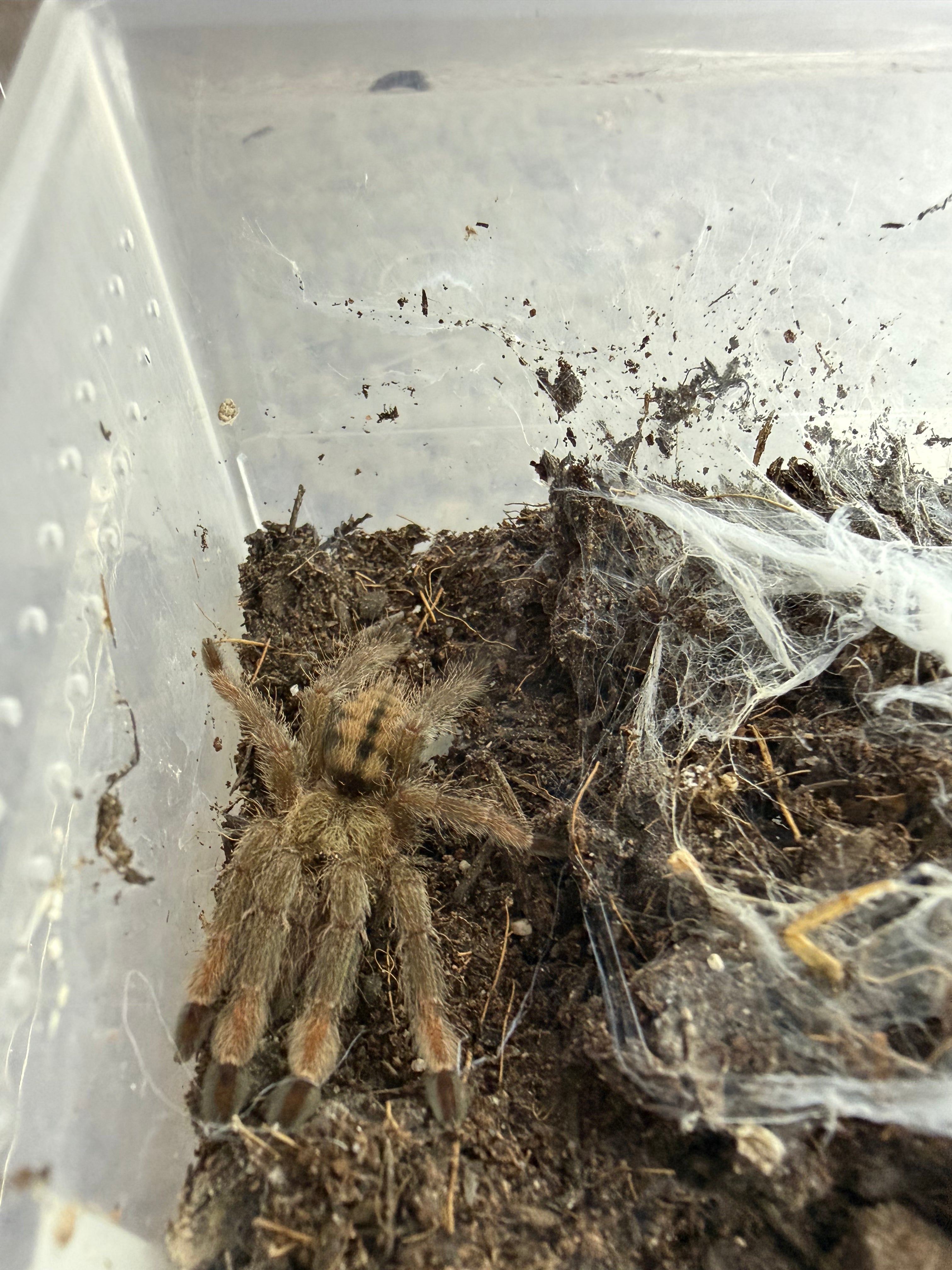 Trinidad Chevron Tarantula (Psalmopoeus cambridgei) - 3/4-1” (Sling) photo 3