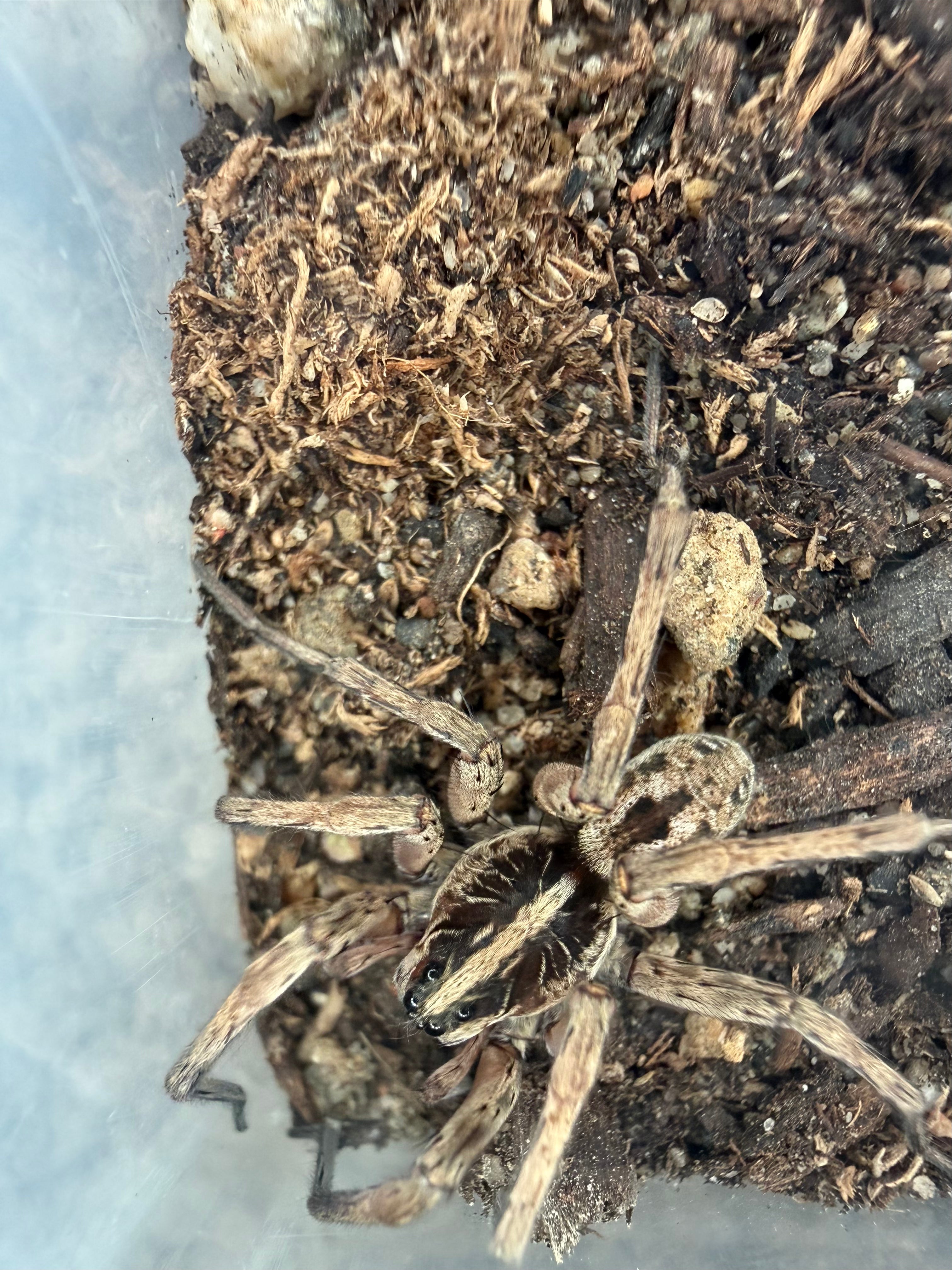 Pine Giant Wolf Spider (Hogna sp. "Pine Giant") - 1-2" (Juvenile WC)