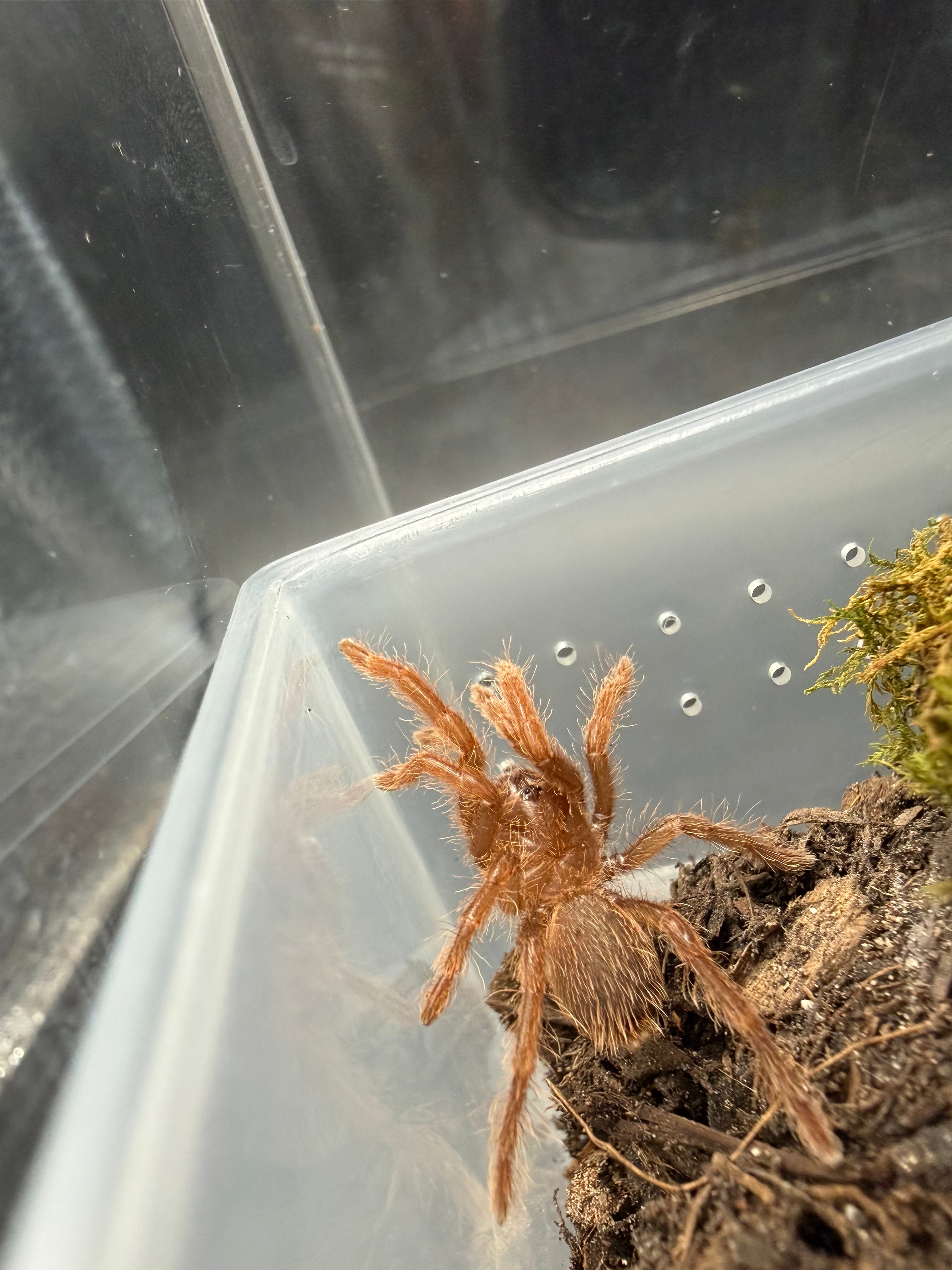 King Baboon Tarantula (Pelinobius muticus) - 0.75-1" (Sling)