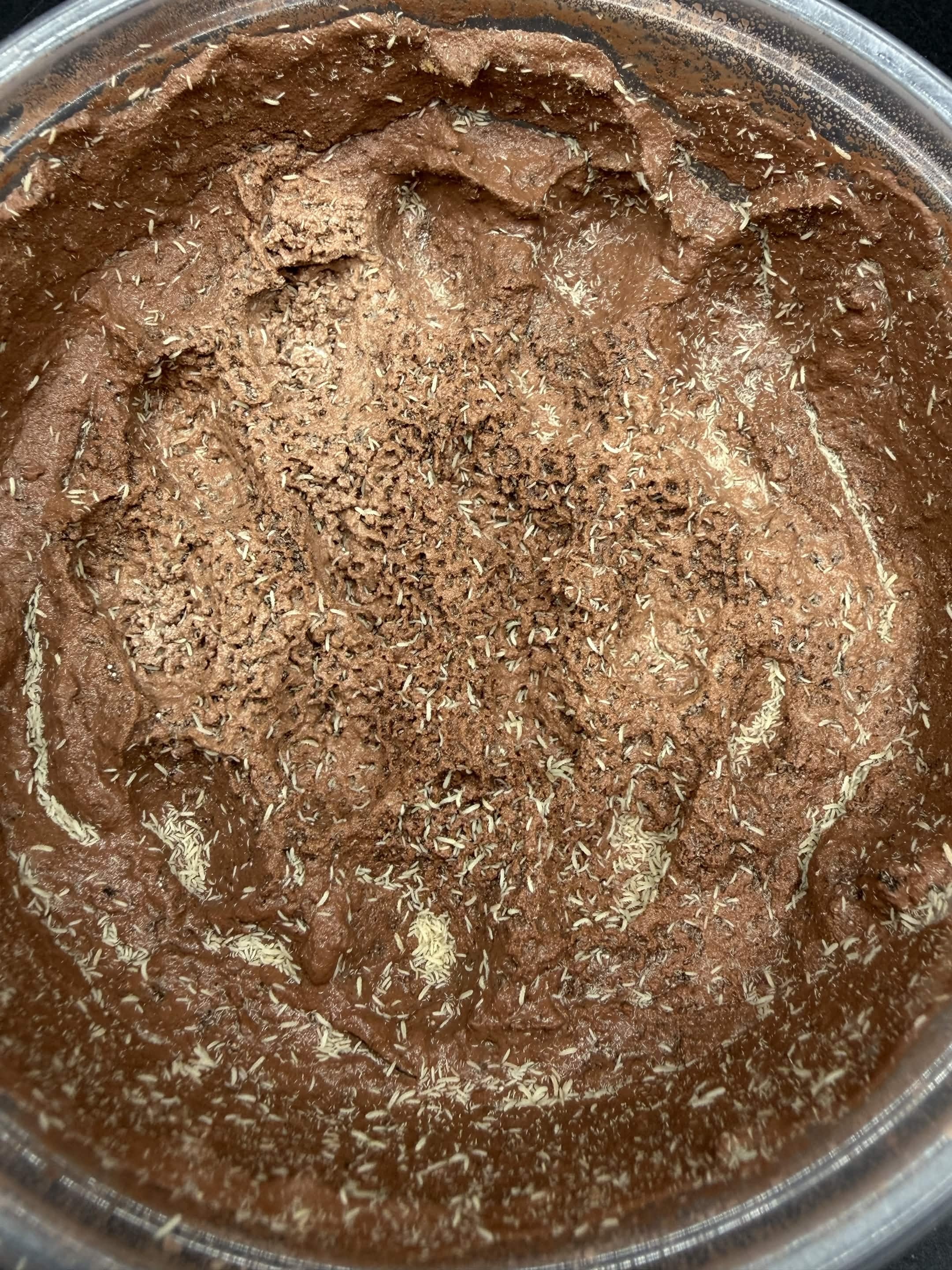 Temperate Springtail Master Culture with Clay (Folsomia candida) - Master Culture photo 2
