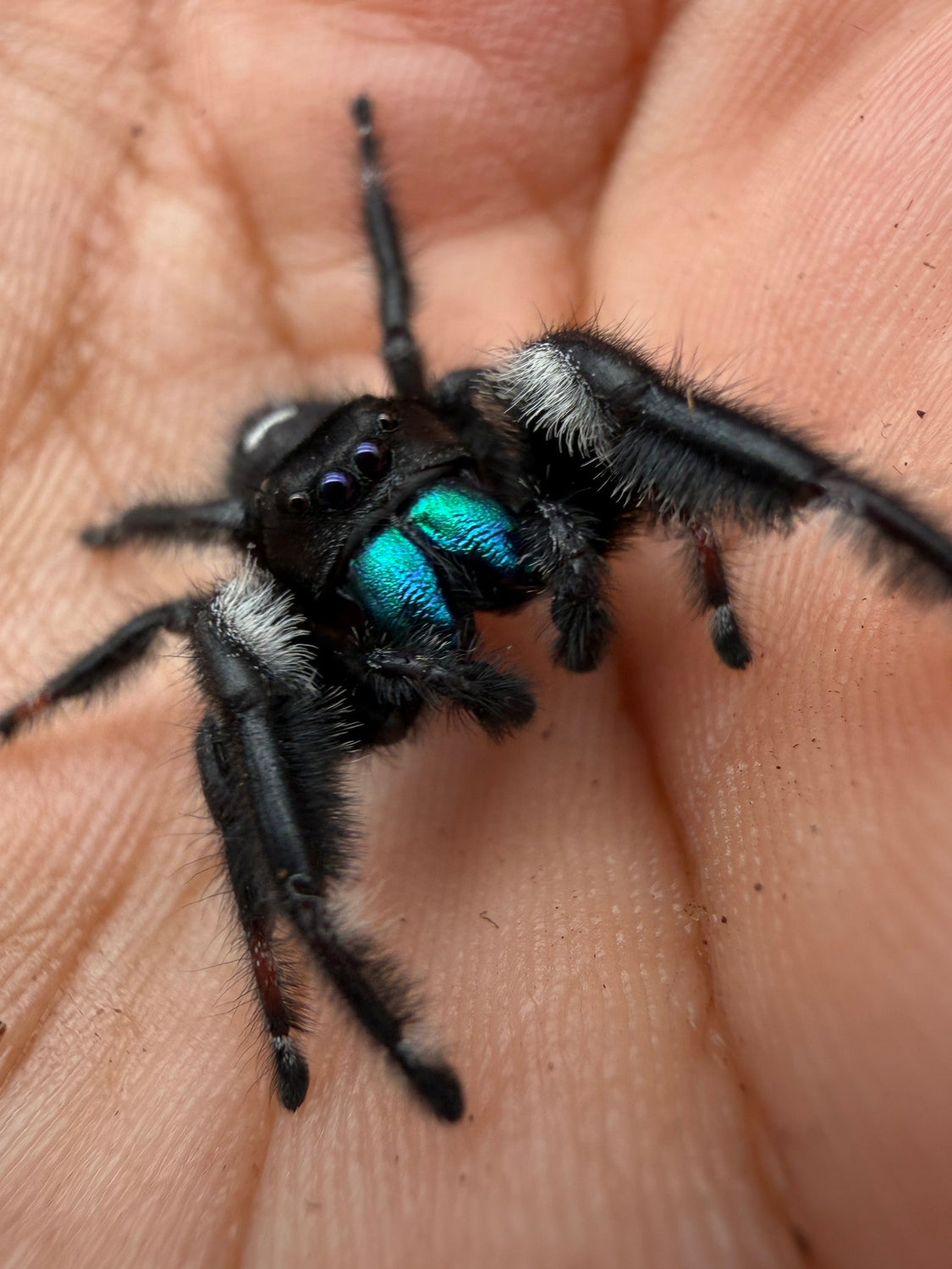 Regal Jumping Spider (Phidippus regius) 016 - 0.5-0.9" body (Juvenile/Adult) WC photo 2