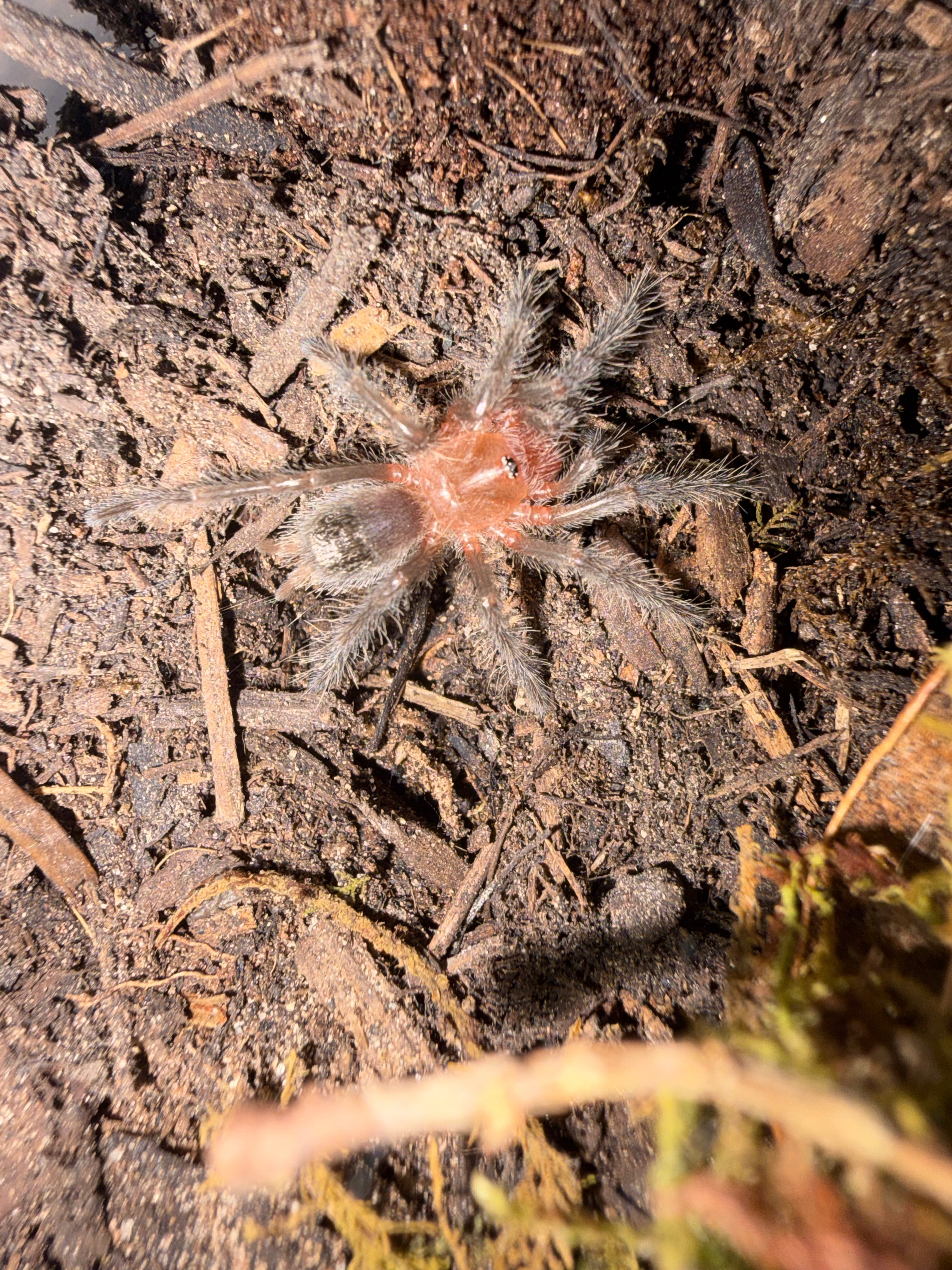 Guarani Giant Tarantula (Grammostola grossa) - 0.75-1" (Sling)