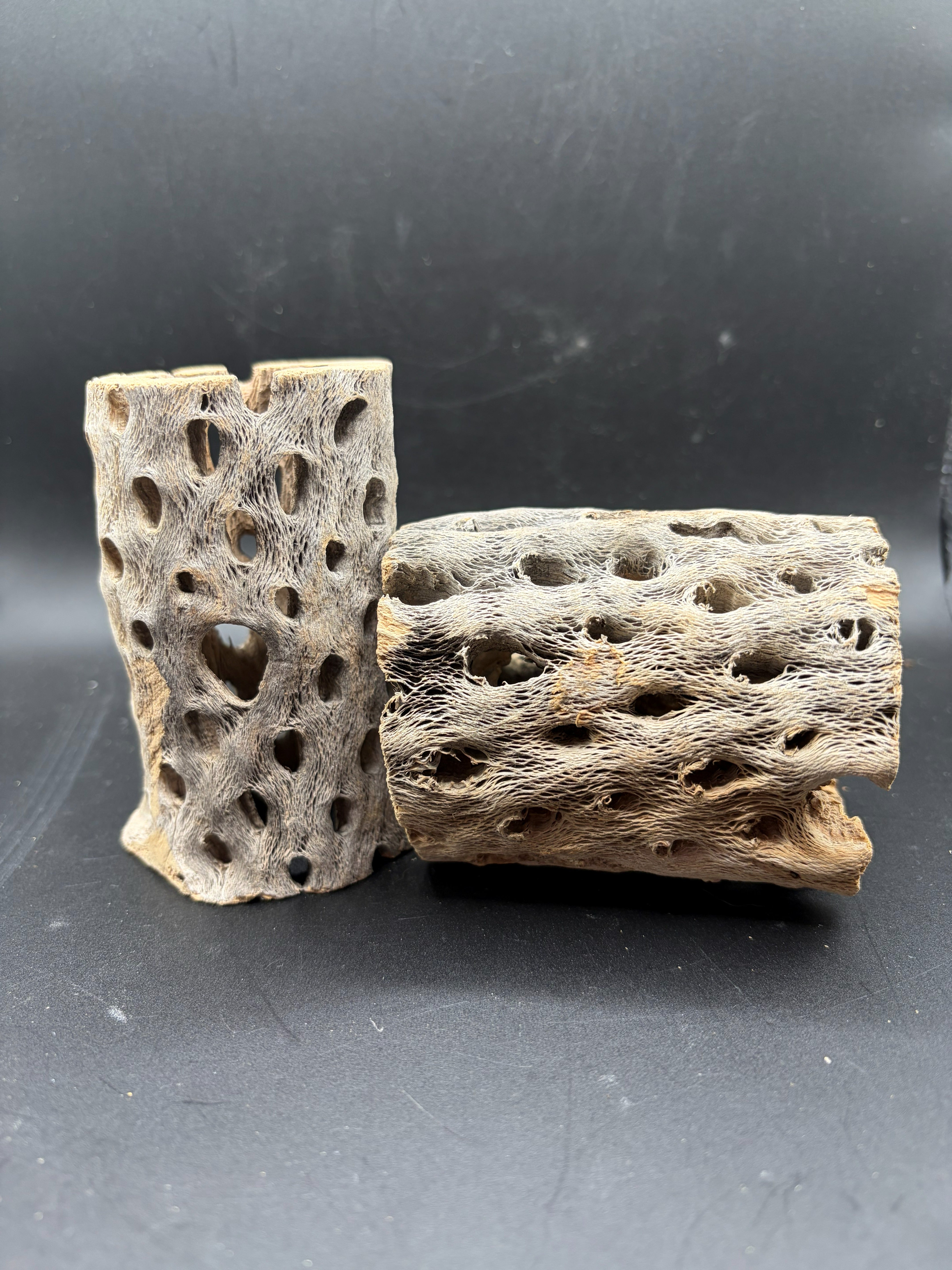Cholla Wood - 3 in x 2 in