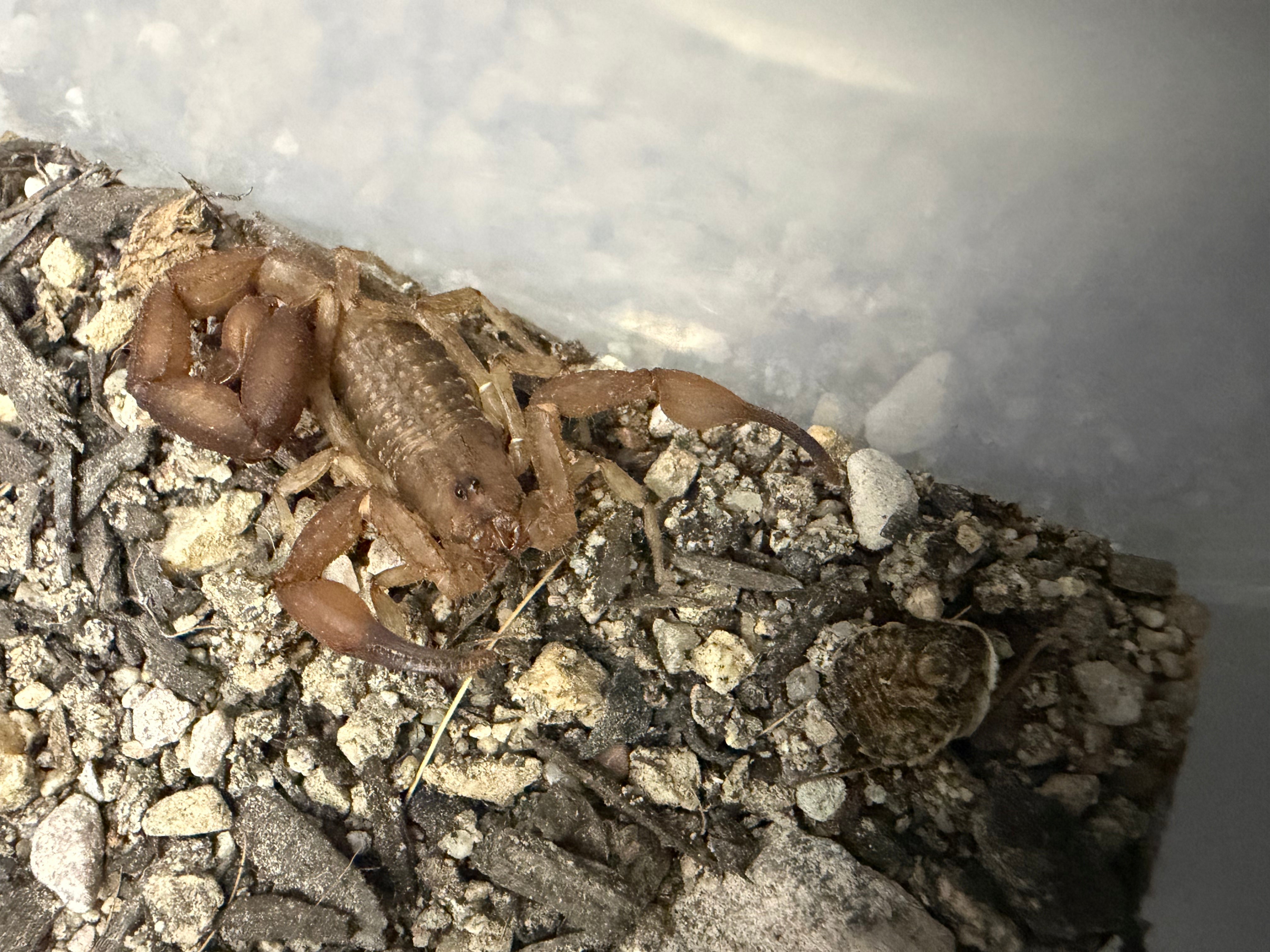 Orange Cave Scorpion (Tityopsis sheylae) - 0.25-0.5" (Scorpling)