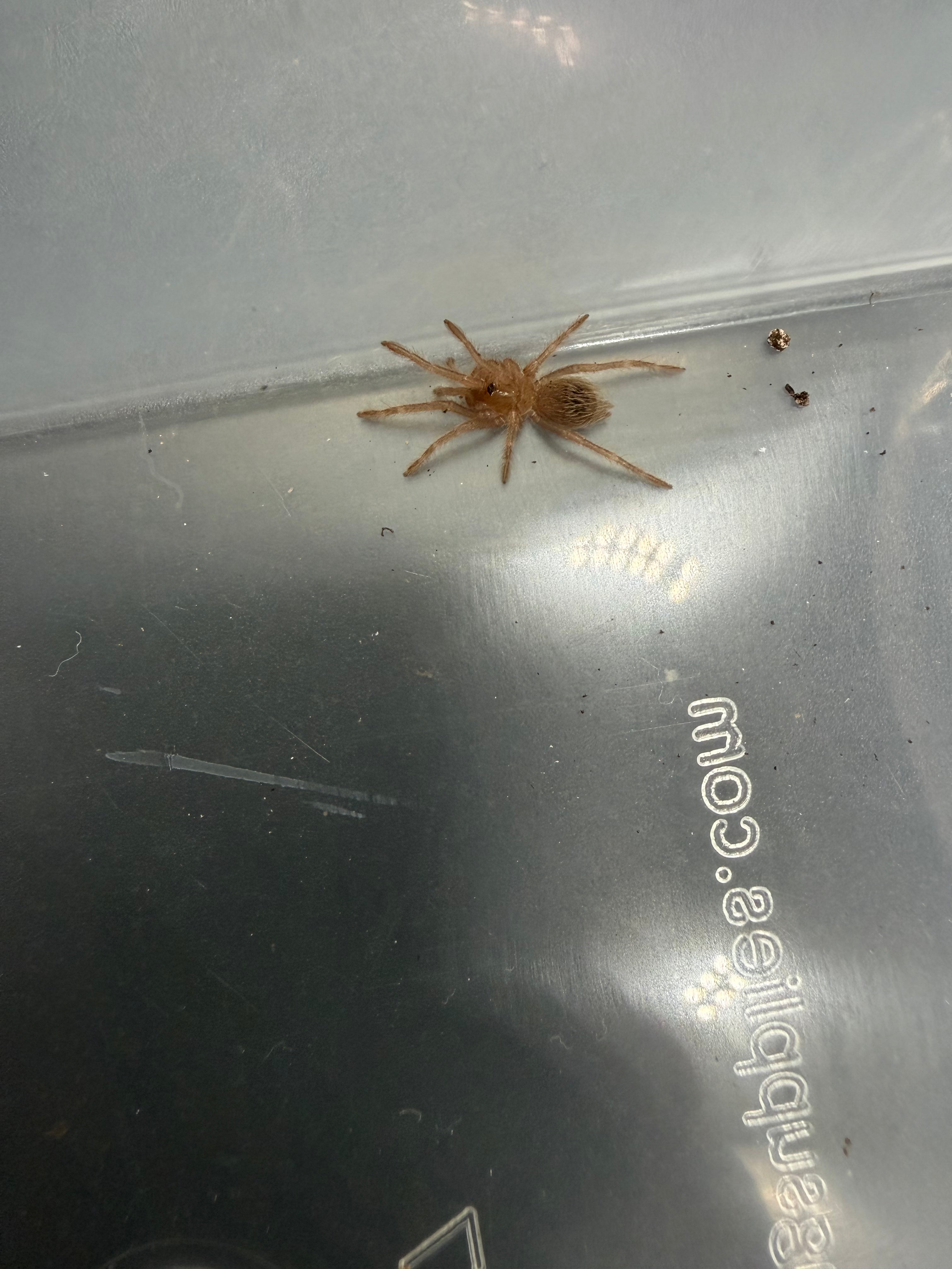 Brazilian Black and White Tarantula (Nhandu coloratovillosus) - 0.5" (Sling) photo 2