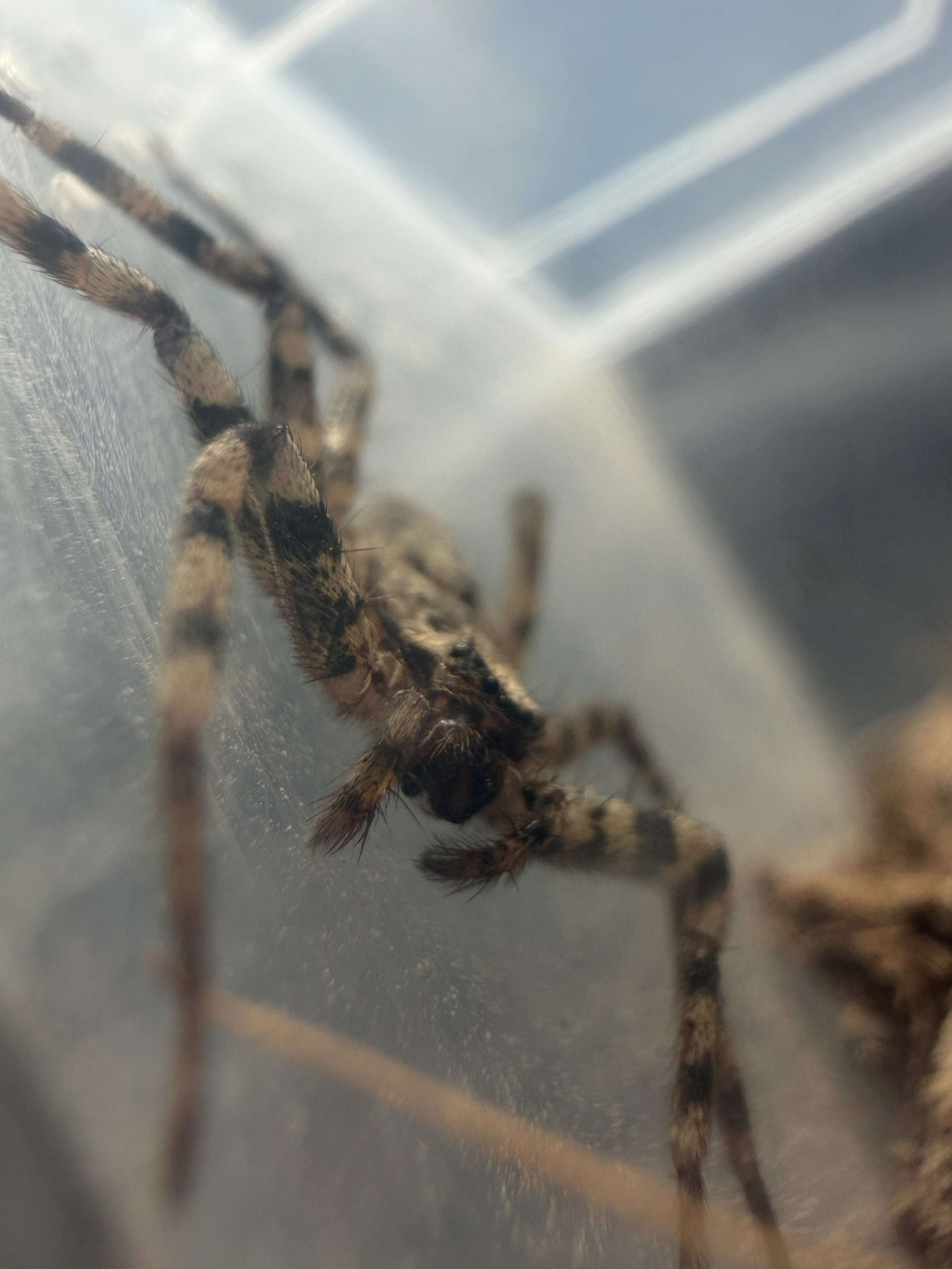 Selenopid Crab Spider (Selenops actophilus) - 1/2-3/4" (Adult WC) photo 3