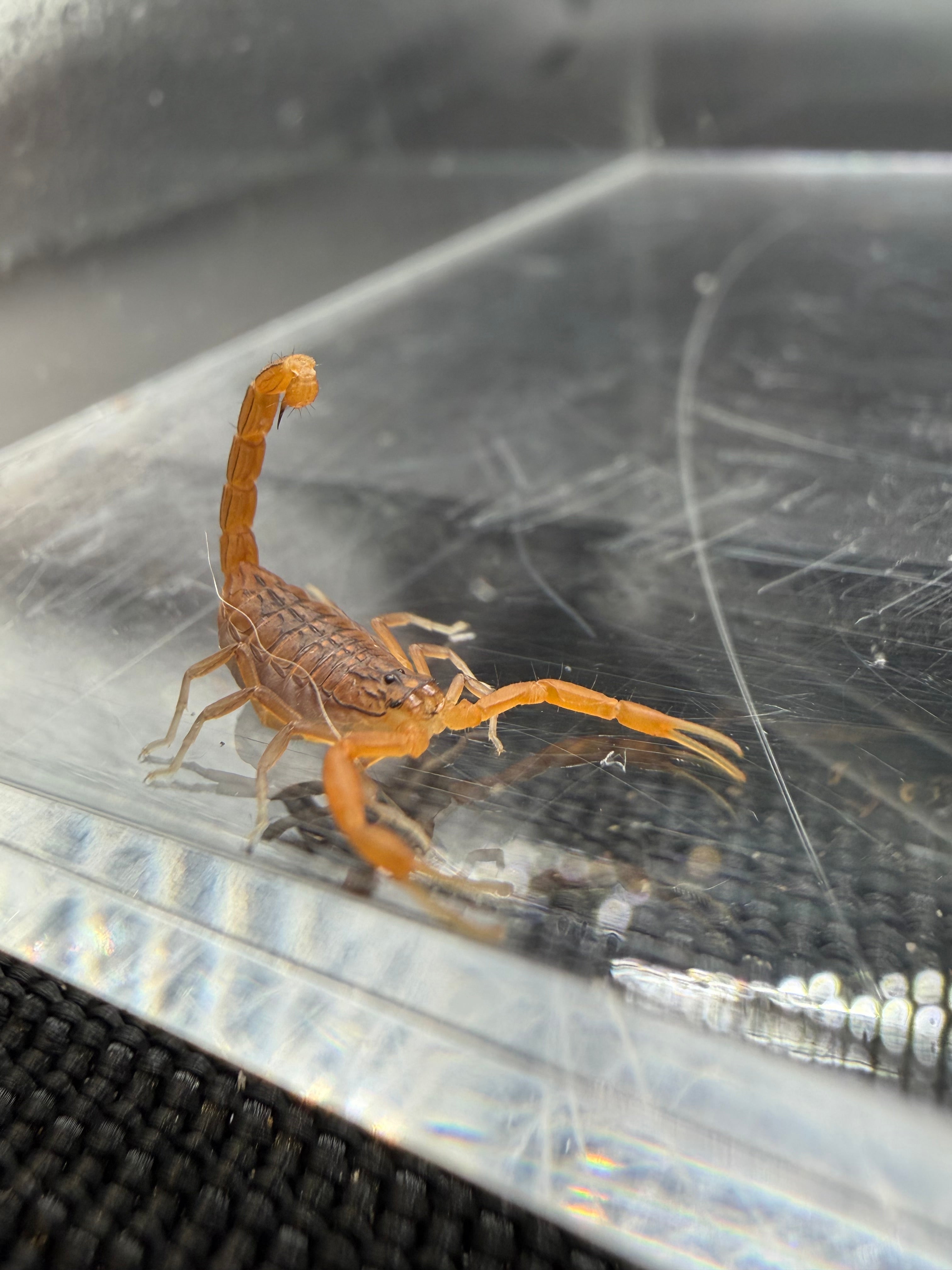 Indian Red Scorpion (Hottentotta tamulus) - 1/4-1/2" (2i/3i CB) photo 3