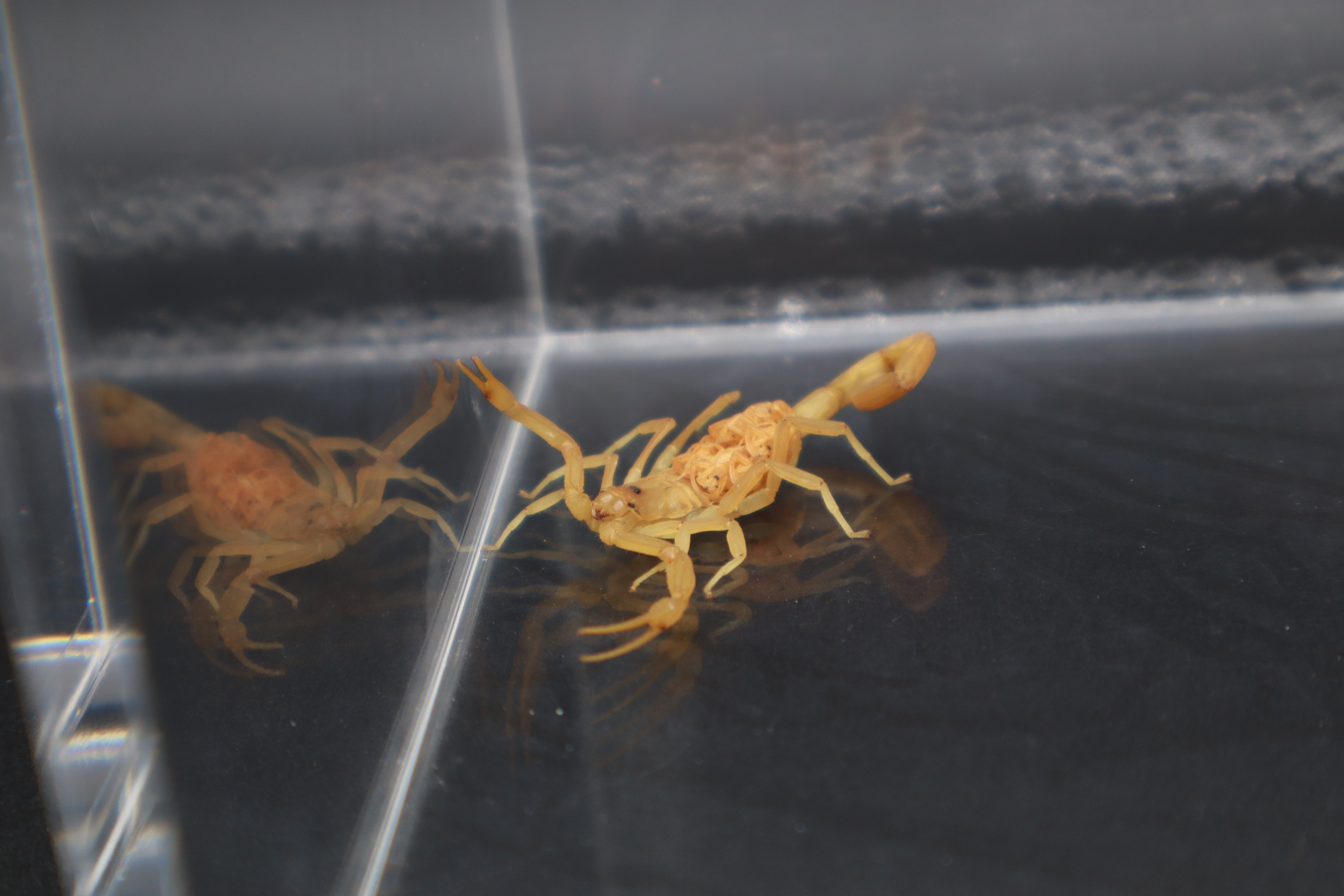 Arizona Bark Scorpion (Centruroides sculpturatus) - 2.5-3" (Mixed Sizes, Mostly Adults WC)