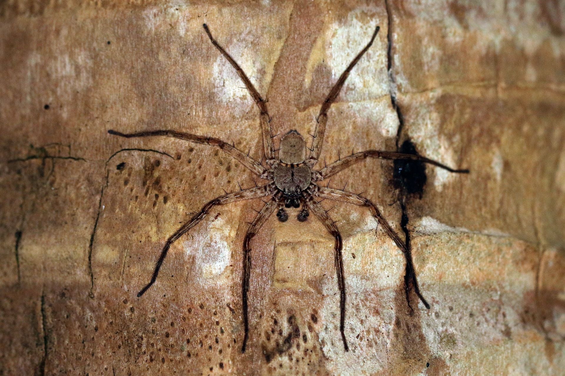 Selenopid Crab Spider (Selenops actophilus) - 1/2-3/4" (Adult WC)
