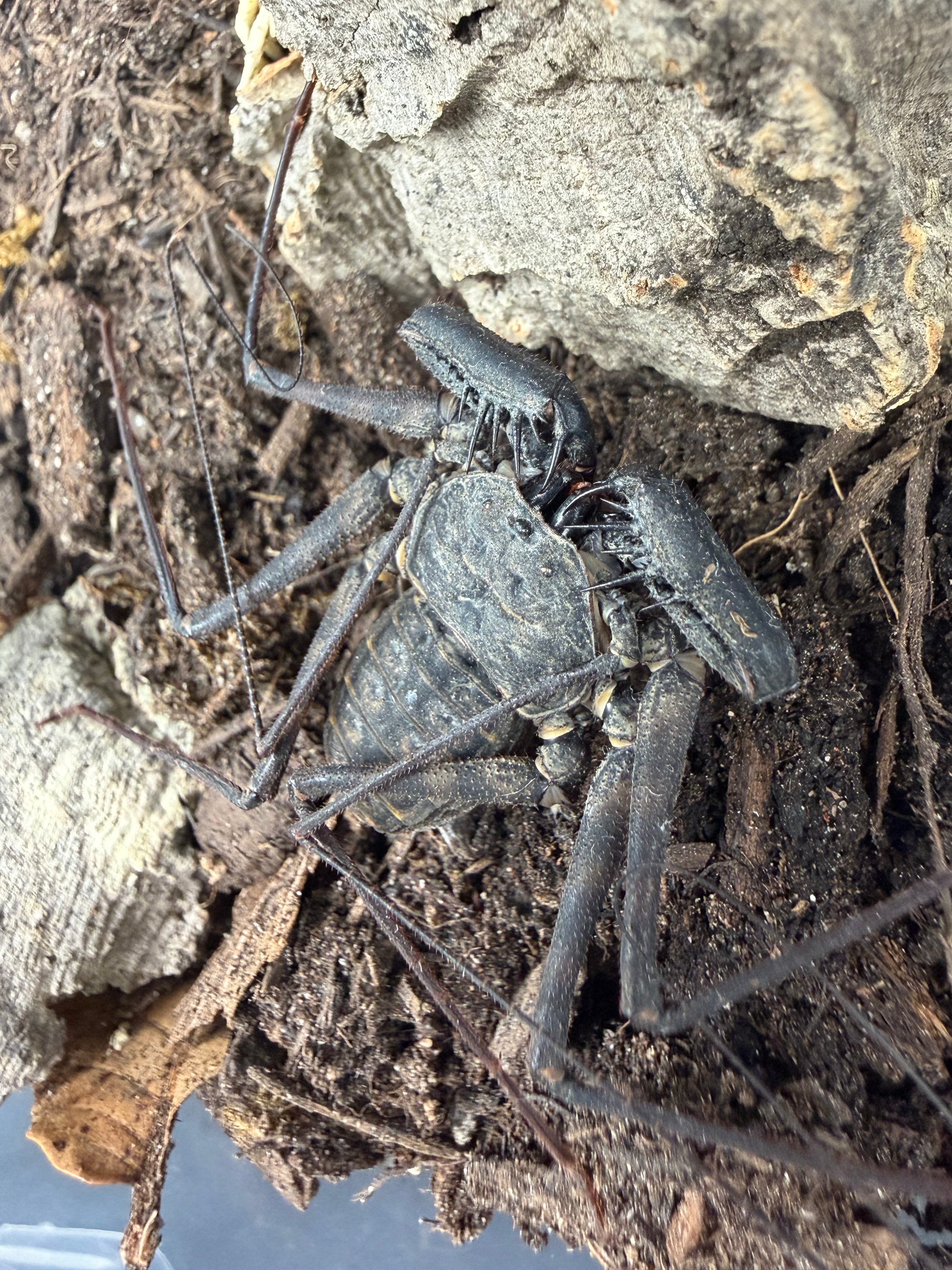 Central American Whipspider (Phrynus maesi) - 1/2-7/8" body (Mixed Sizes WC) photo 2