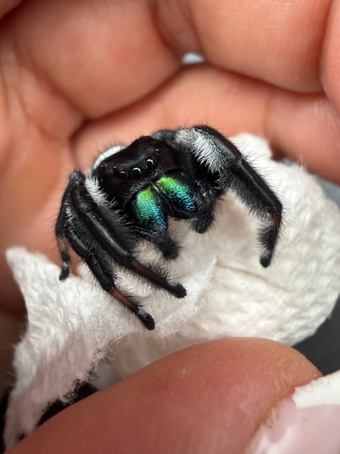 Regal Jumping Spider (Phidippus regius) 023 - 0.5-0.9" body (Juvenile/Adult) WC