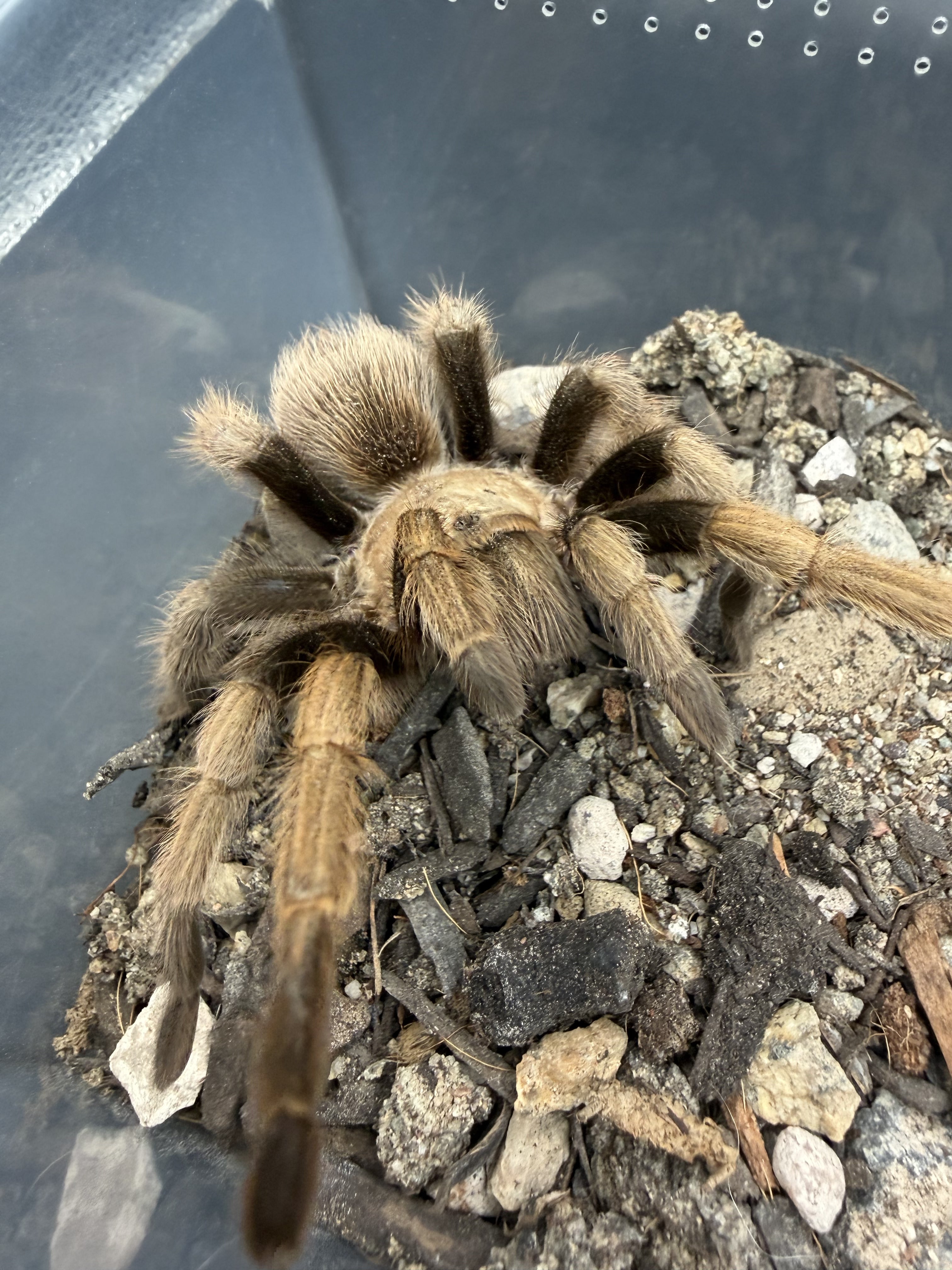 Arizona Blonde Tarantula (Aphonopelma chalcodes) - 3.5-6" leg span (Adult Male, New River Morph)