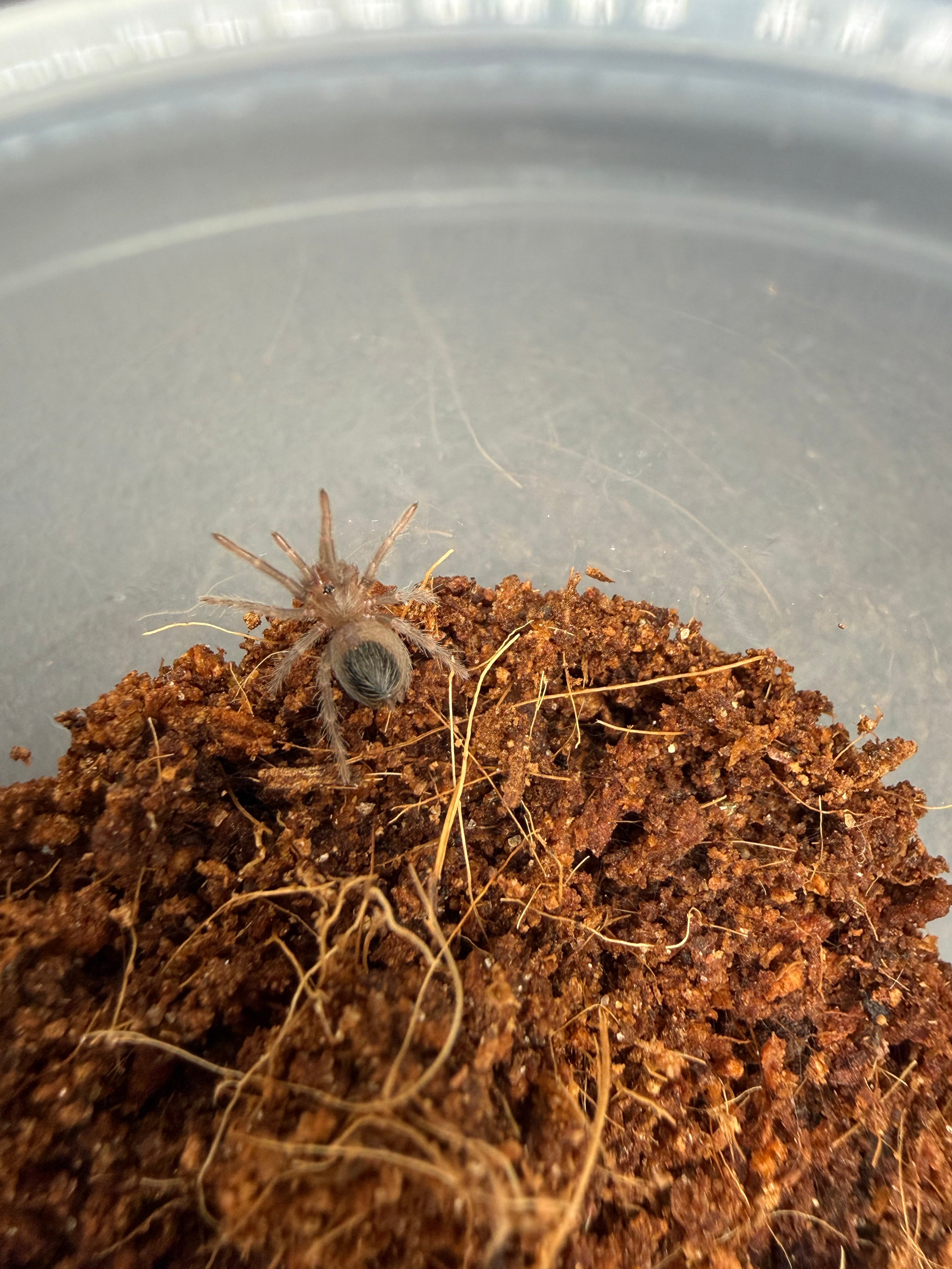 Mexican Rose Grey Tarantula (Tliltocatl verdezi) - 0.25-0.5" (Sling CB) photo 2