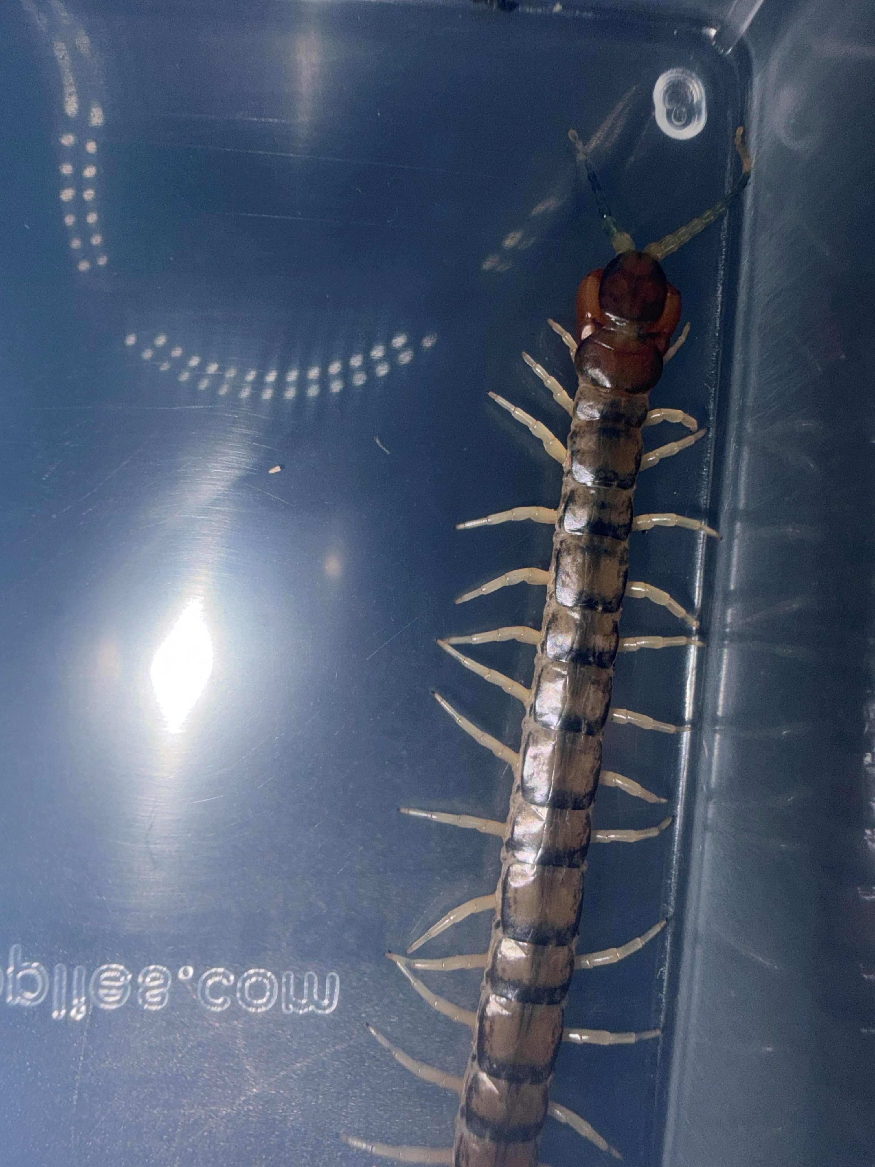 Green Bark Centipede (Hemiscolopendra marginata) - 2-3" (Adult WC) photo 3