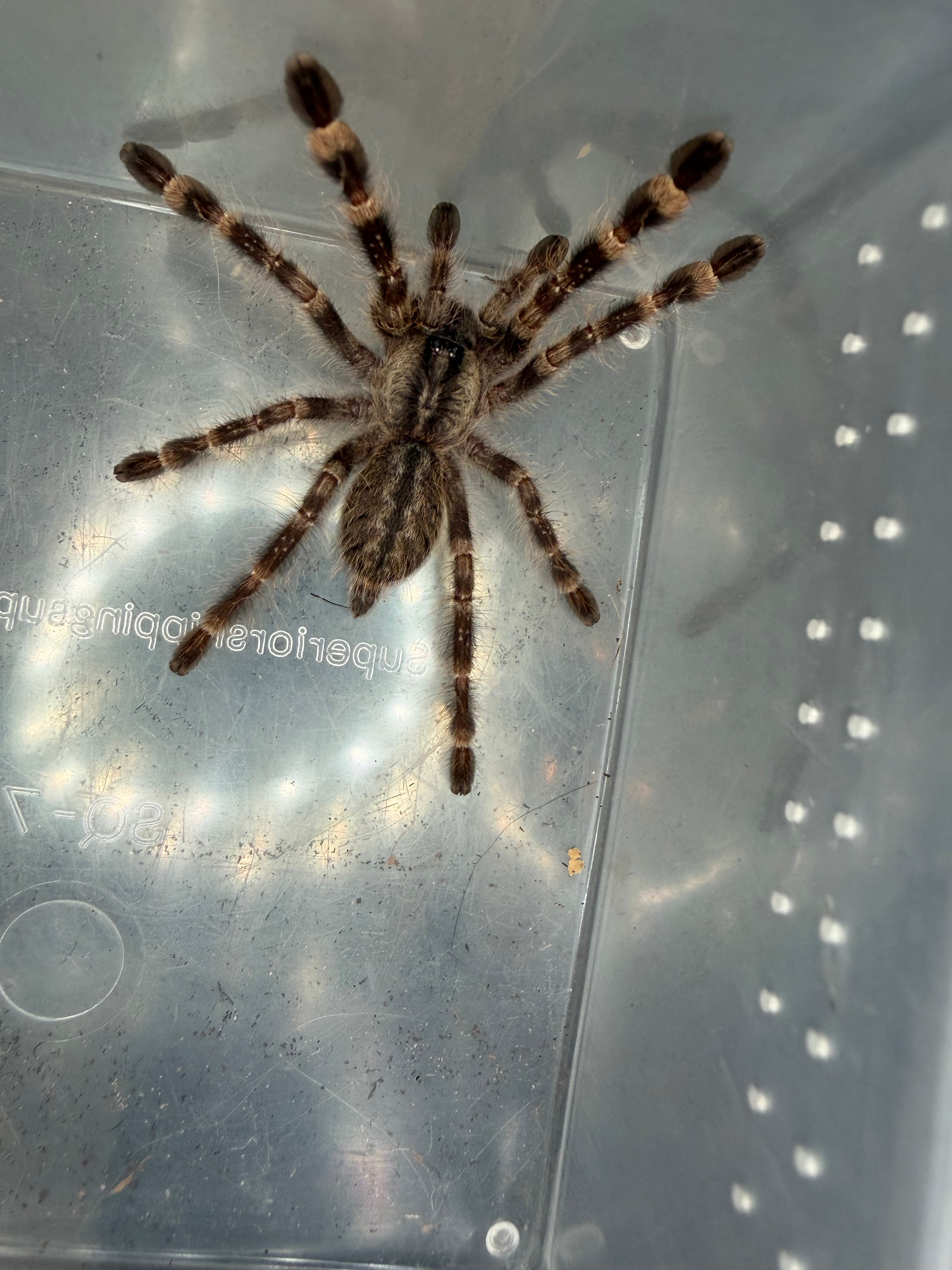 Indian Ornamental Tarantula (Poecilotheria regalis) - 2-3" (Juvenile)