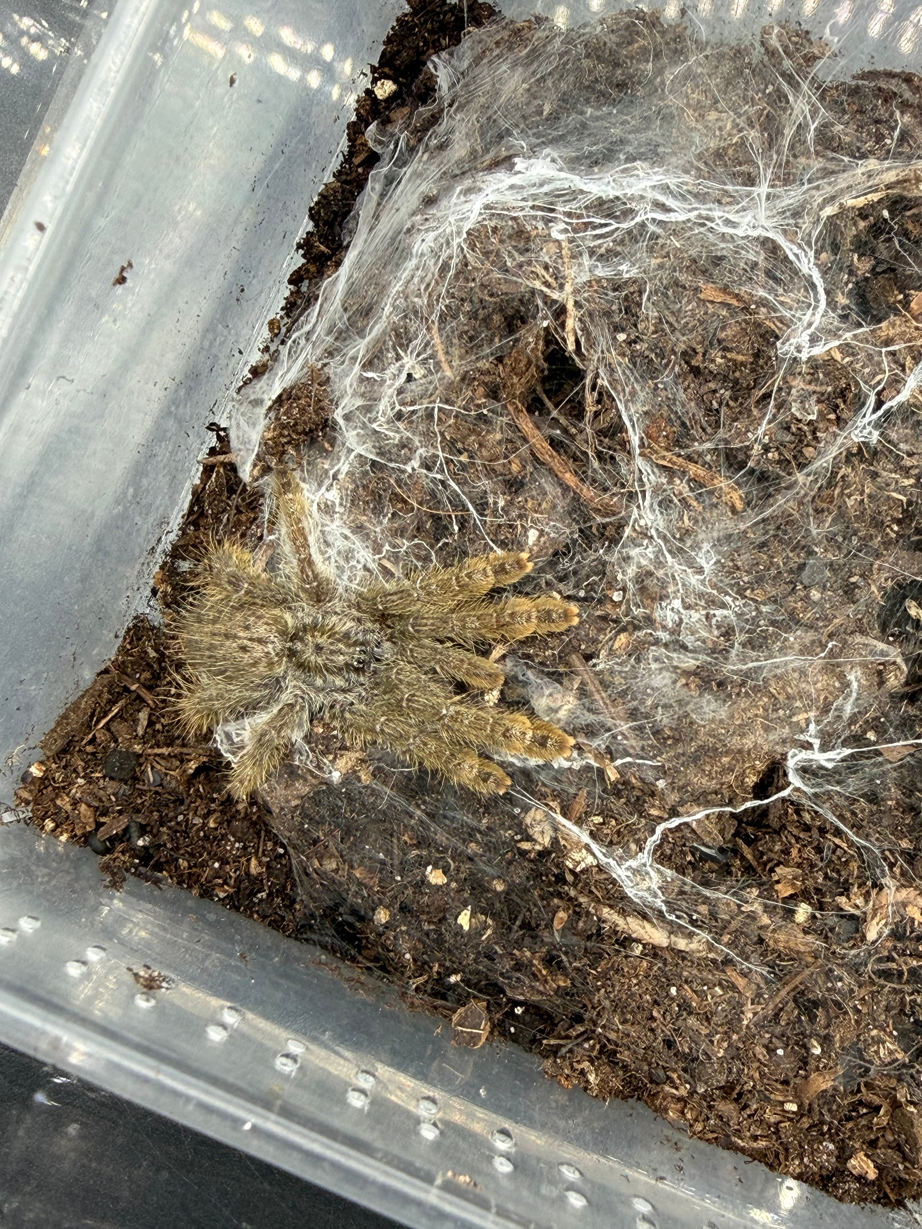 Ornamental Baboon Tarantula (Heteroscodra maculata) - 1-3" (Juvenile) photo 2