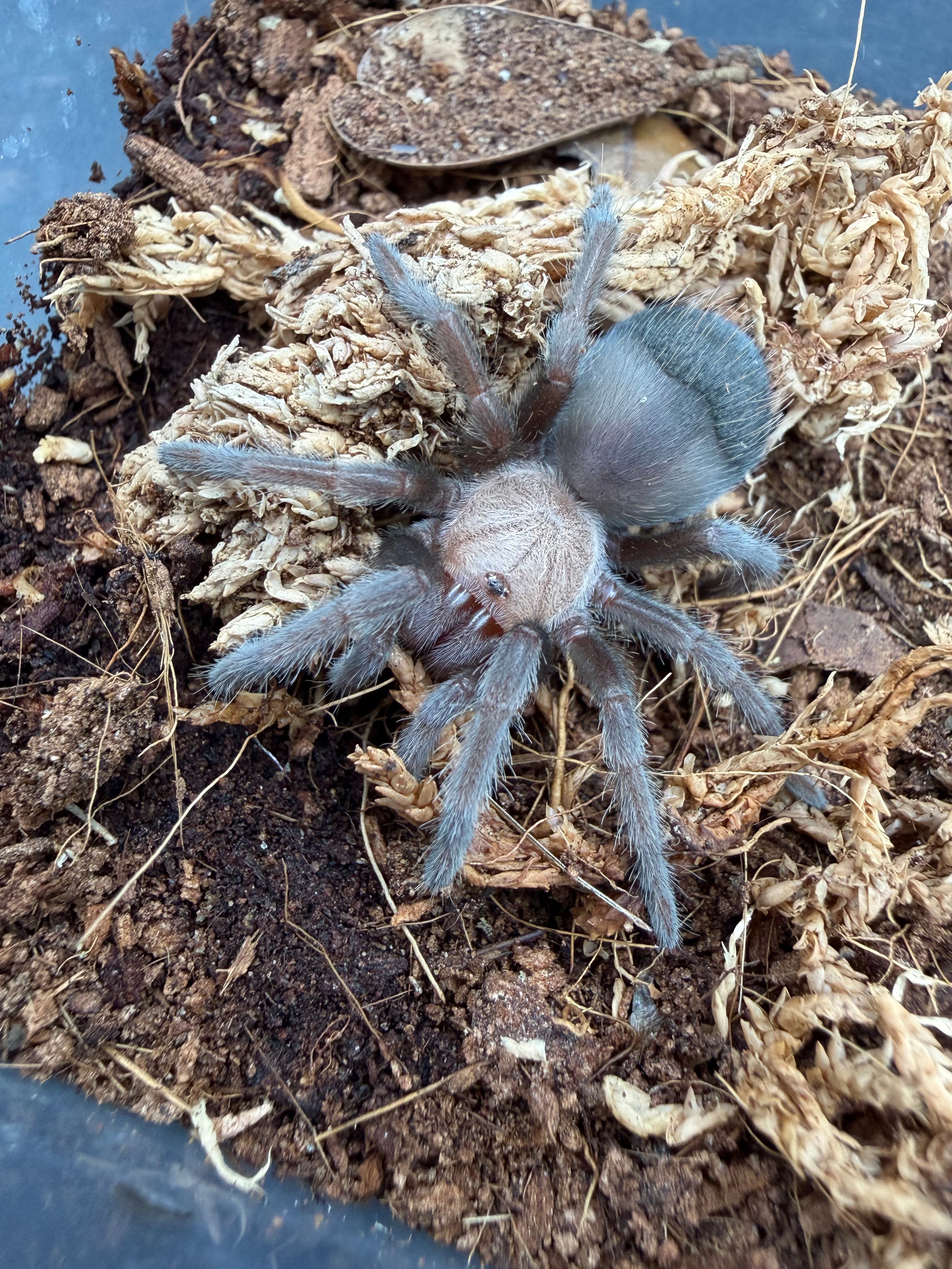Mexican Golden Red Rump Tarantula (Brachypelma albiceps) - 2" (Juvenile) photo 3
