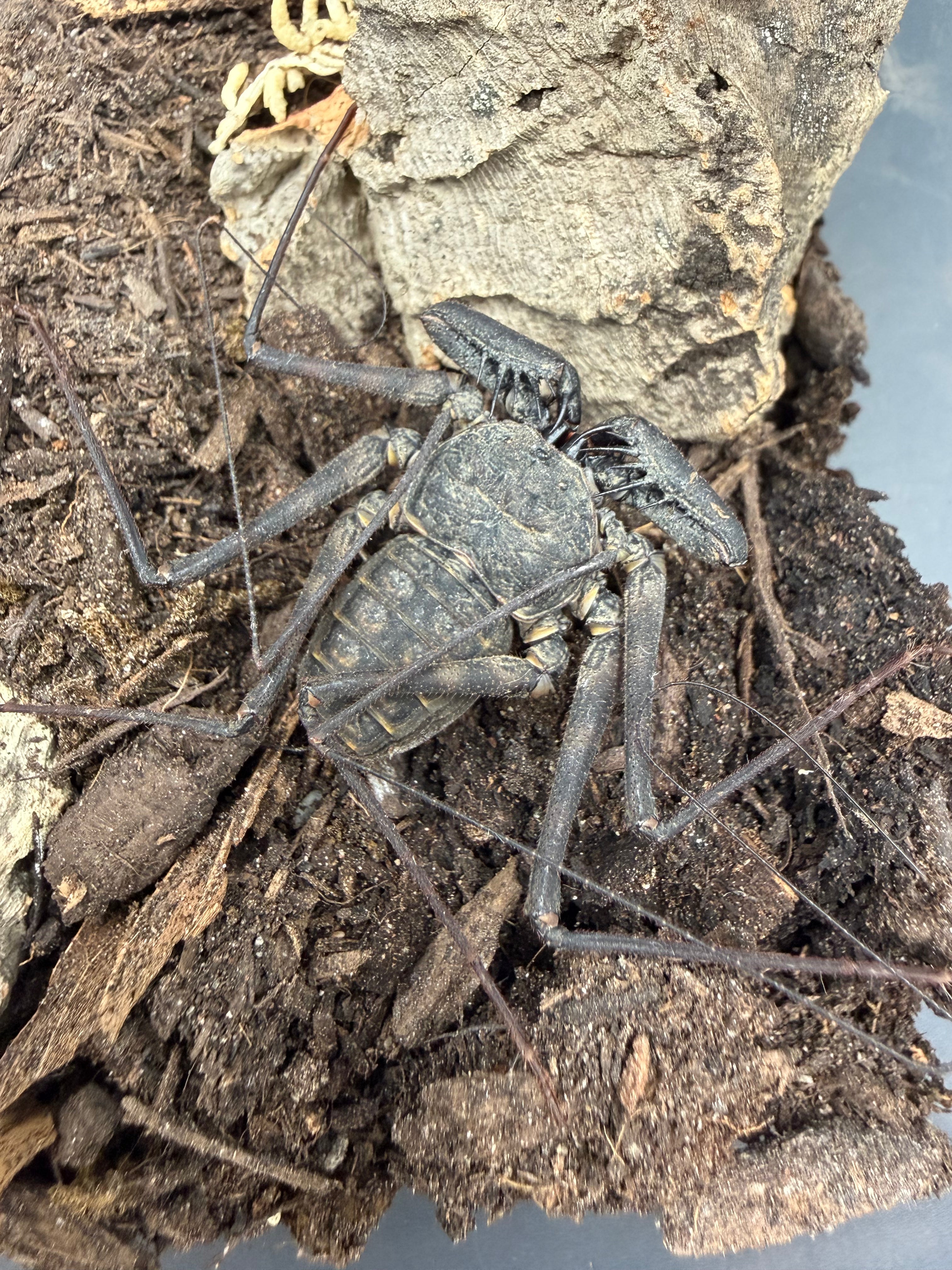 Central American Whipspider (Phrynus maesi) - 1/2-7/8" body (Mixed Sizes WC)