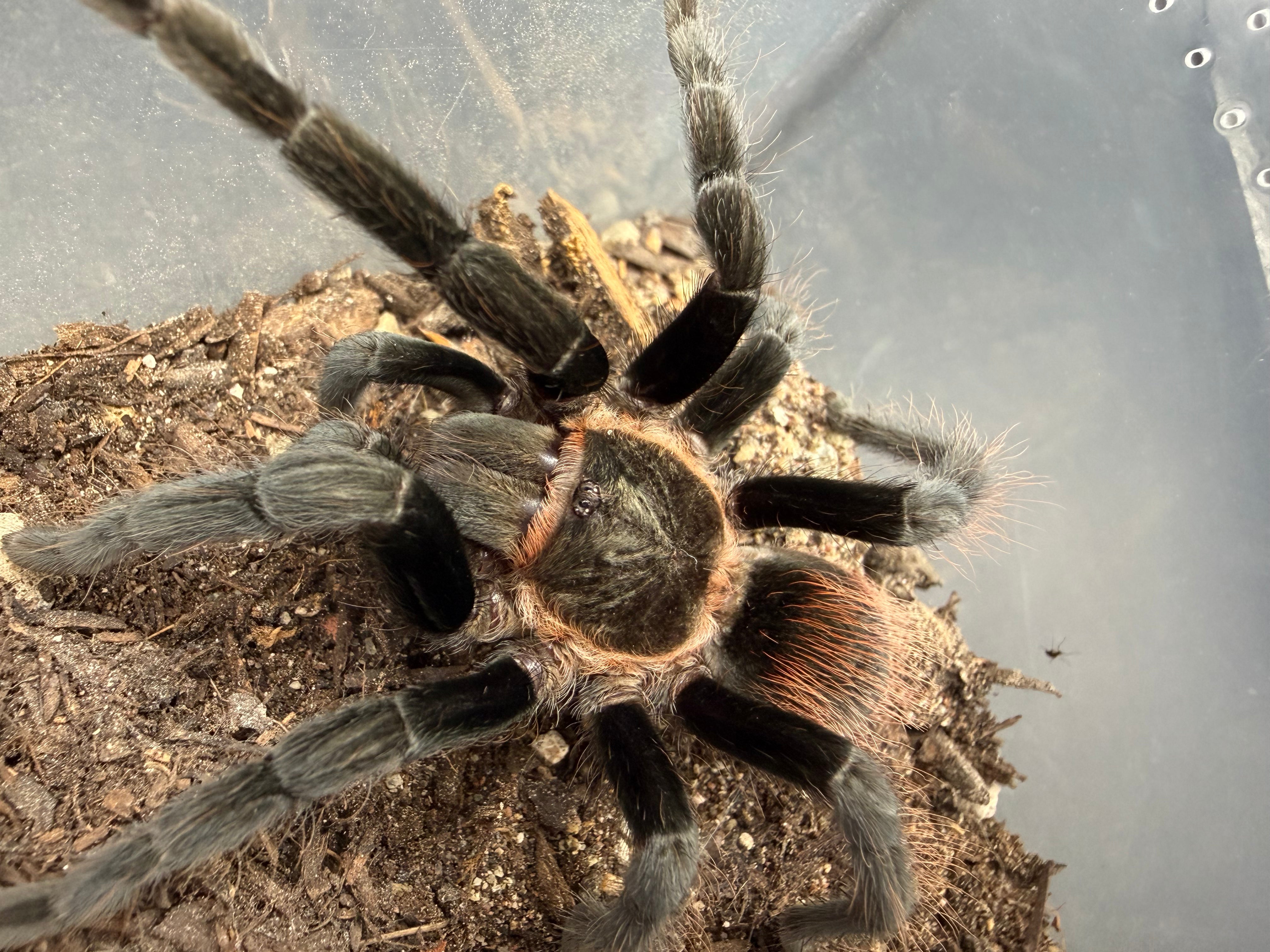 Yucatan Rustrump Tarantula (Tliltocatl epicureanus) - 2.75" (Unsexed) photo 2