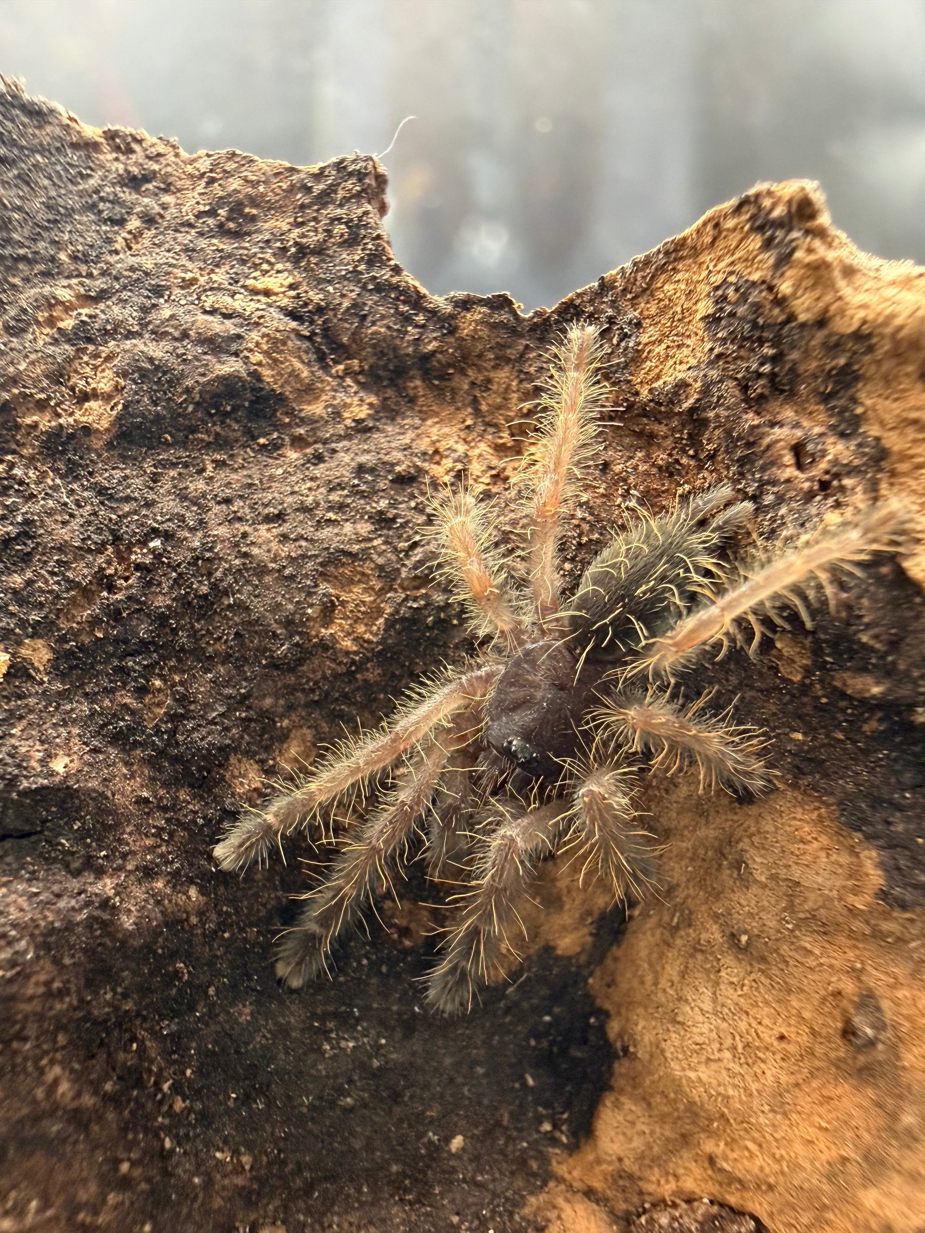 Peach Earth Tiger Tarantula (Aspinochilus rufus) - 0.5" Sling