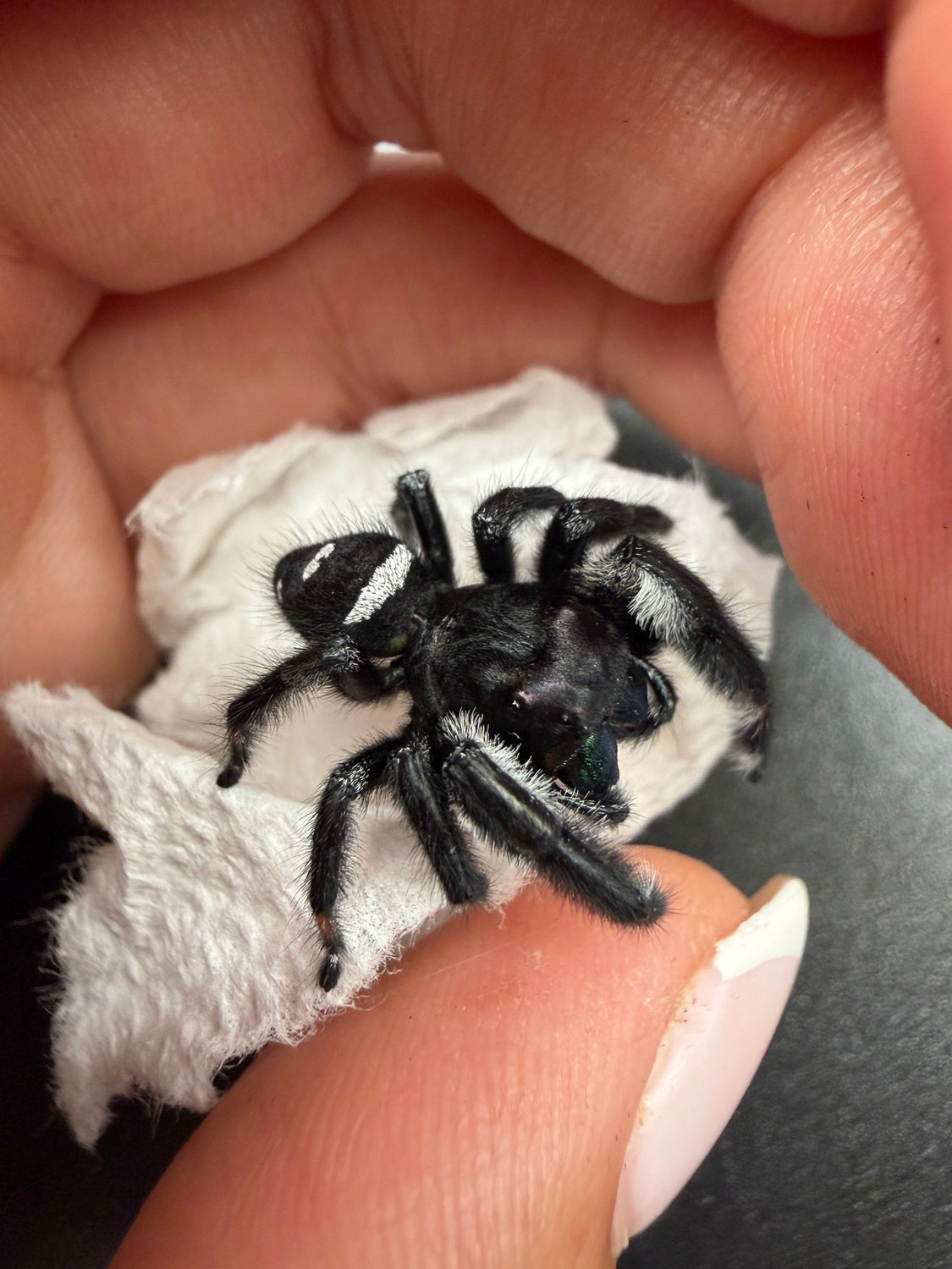 Regal Jumping Spider (Phidippus regius) 023 - 0.5-0.9" body (Juvenile/Adult) WC photo 3