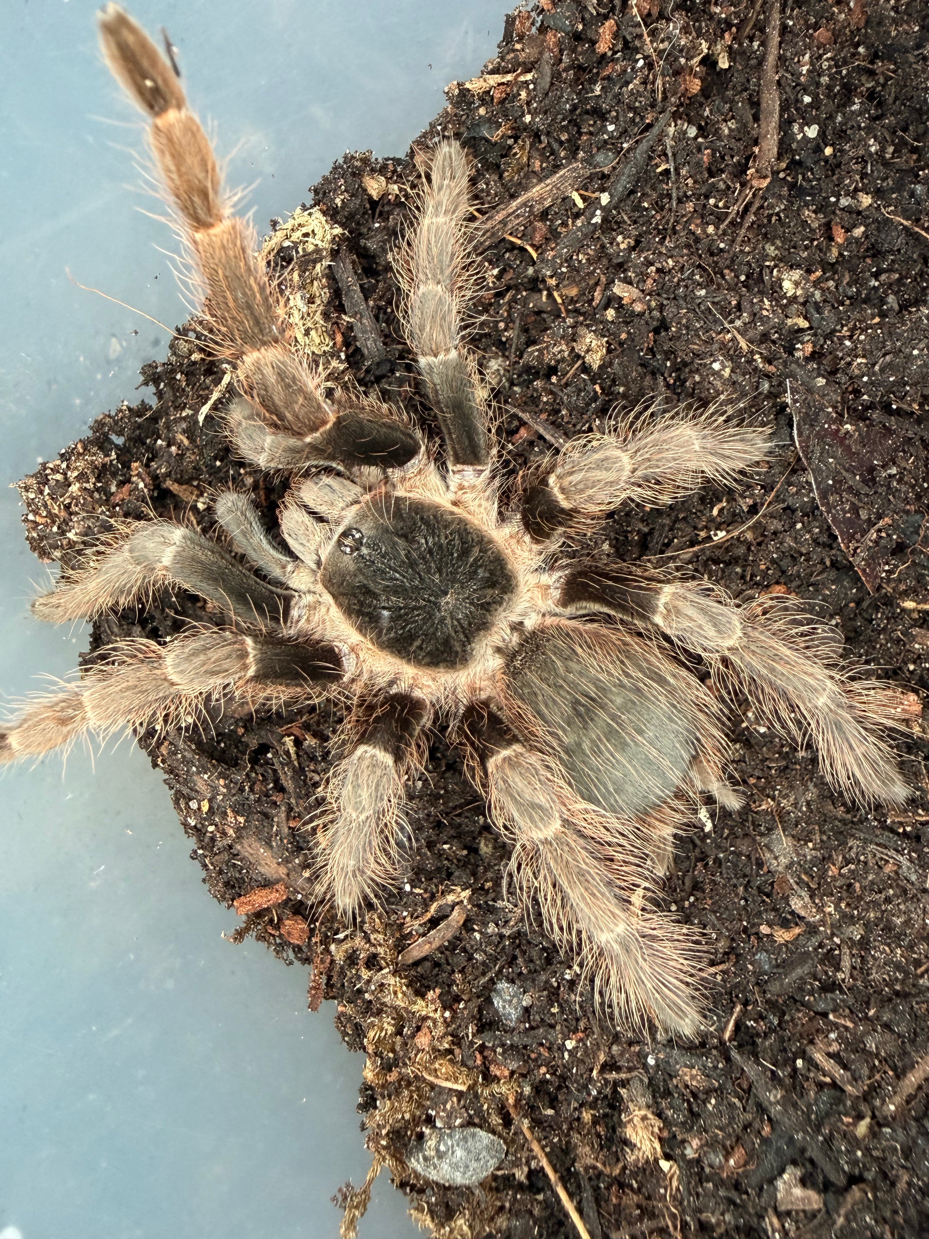 Brazilian Red Tarantula (Nhandu carapoensis) - 2.5-3" (Unsexed) photo 2