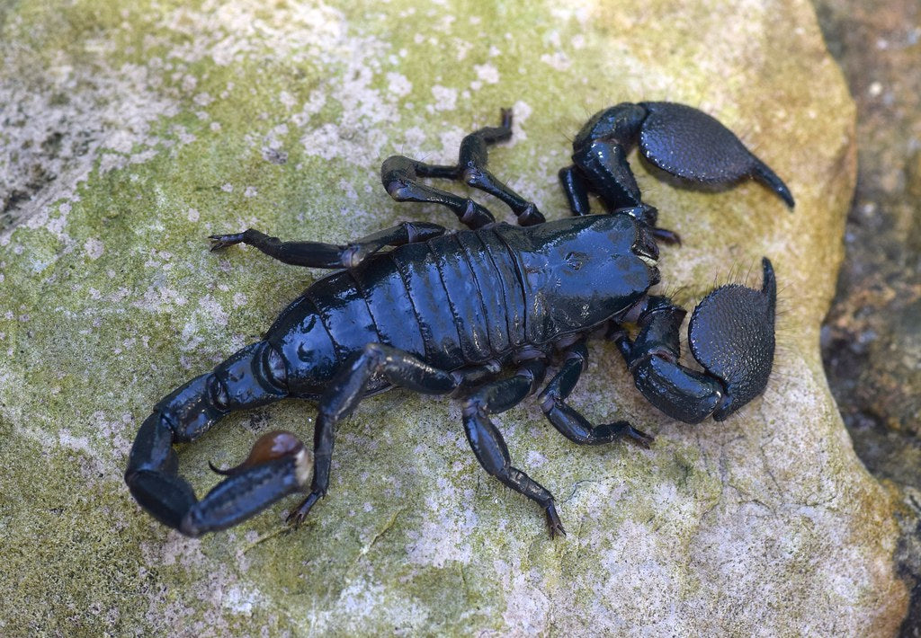 Emperor Scorpion (Pandinus imperator) - 2-5" (Mixed Sizes WC) photo 3
