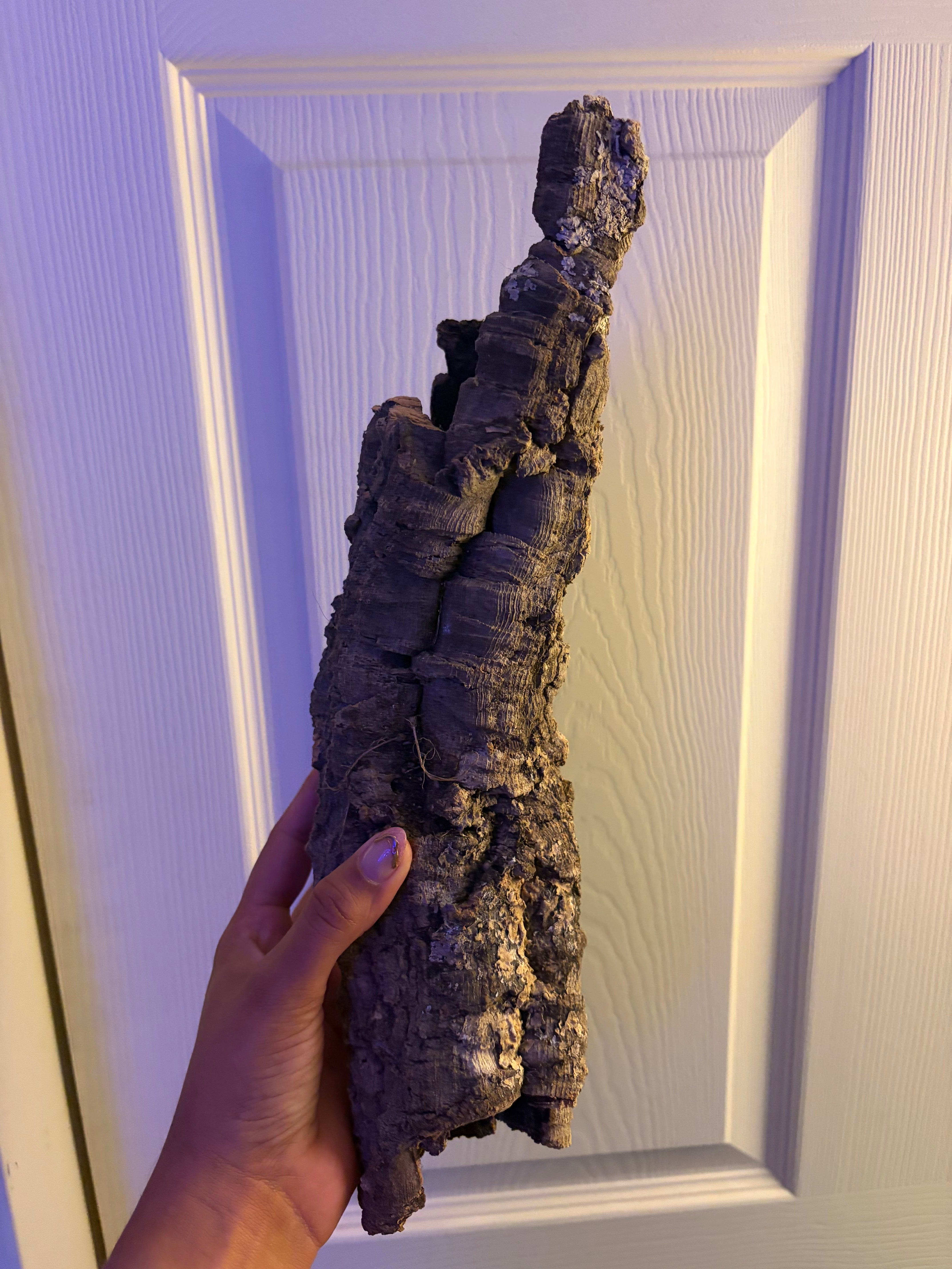 Cork Bark Tube - 2 in - 5 in diameter photo 2